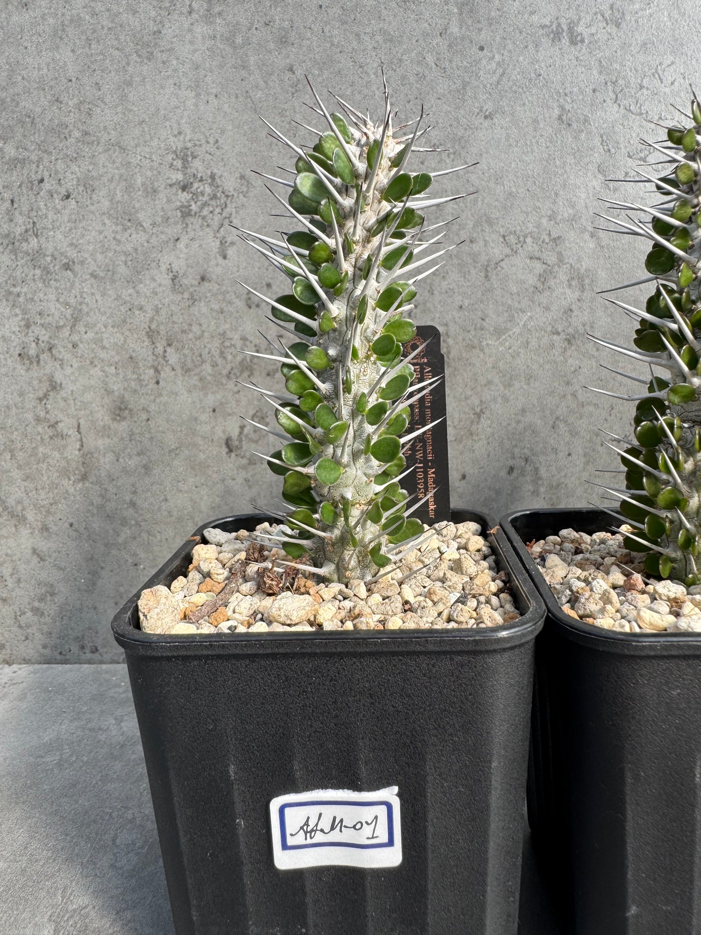 Alluaudia montagnacii