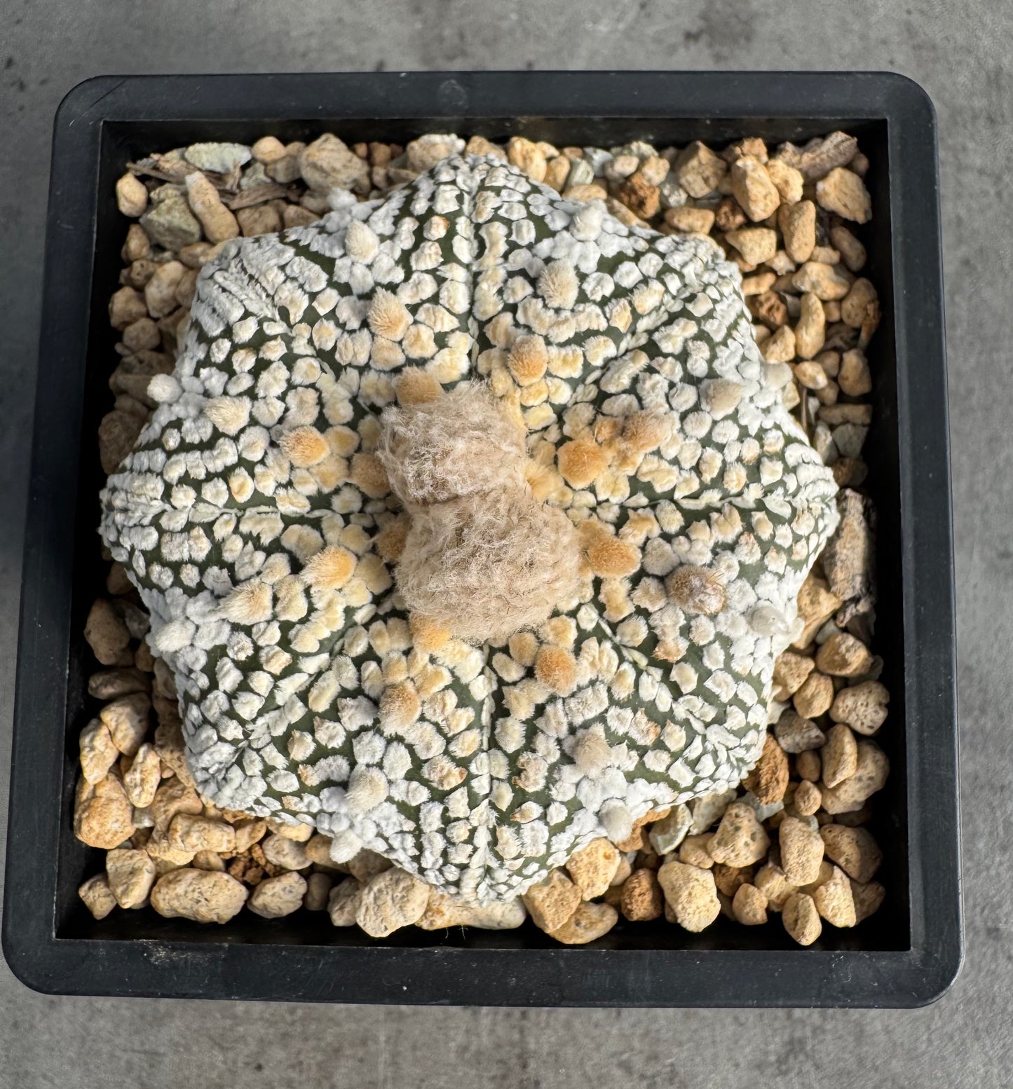 Astrophytum asterias miracle