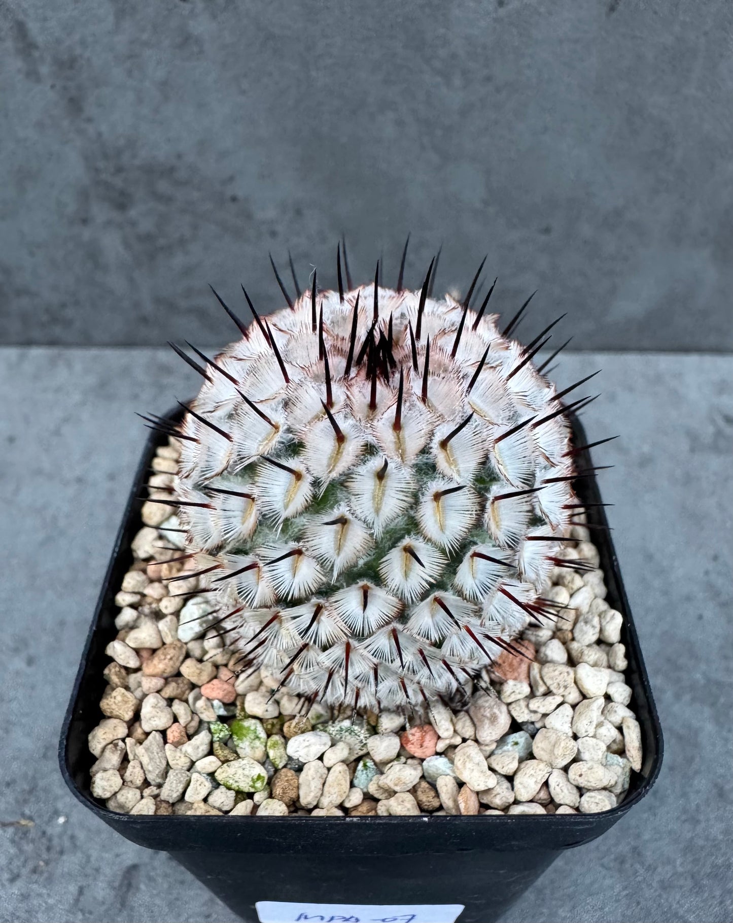 Mammillaria perezdelarosae subsp. andersonii