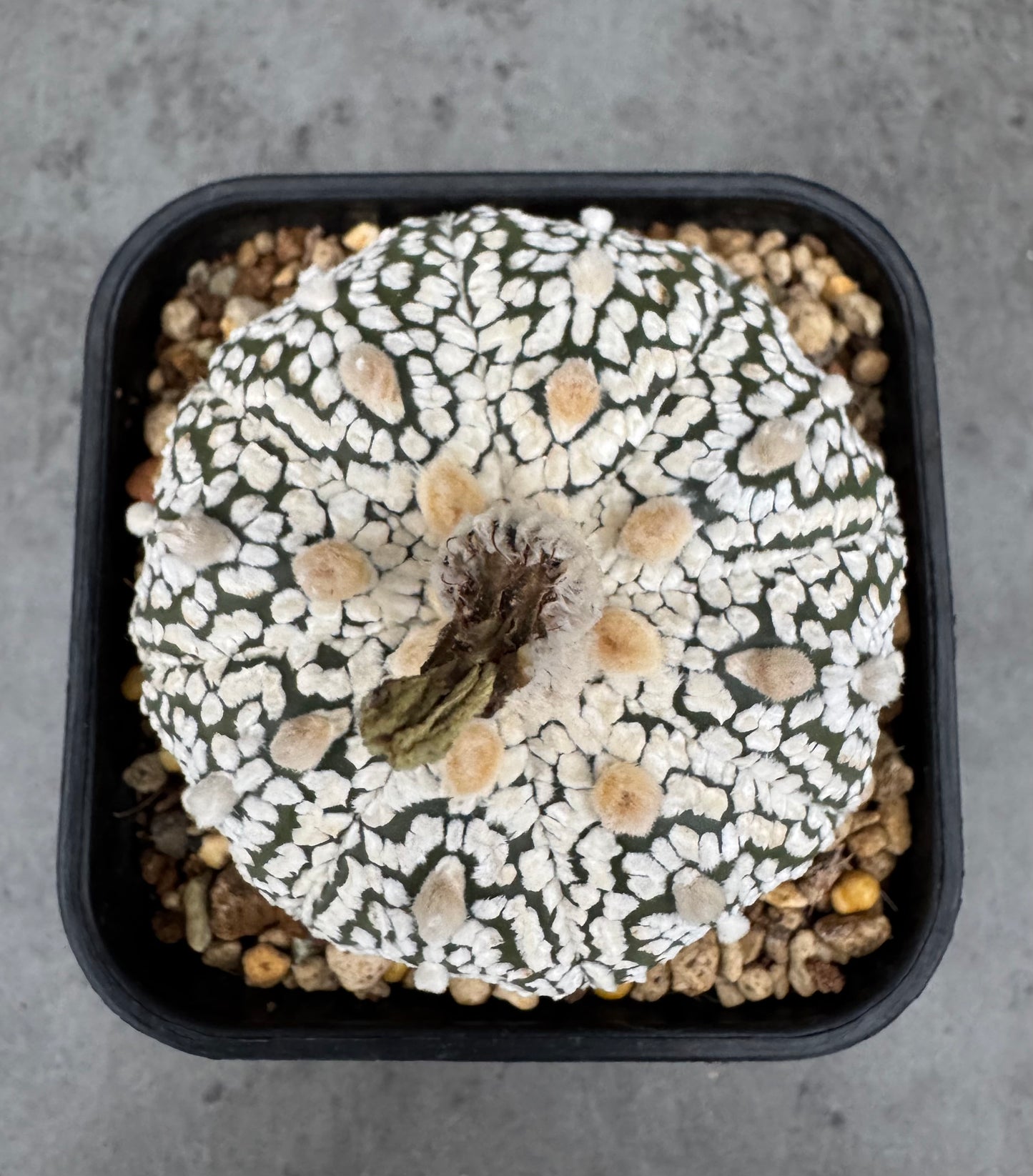 Astrophytum asterias Super kabuto