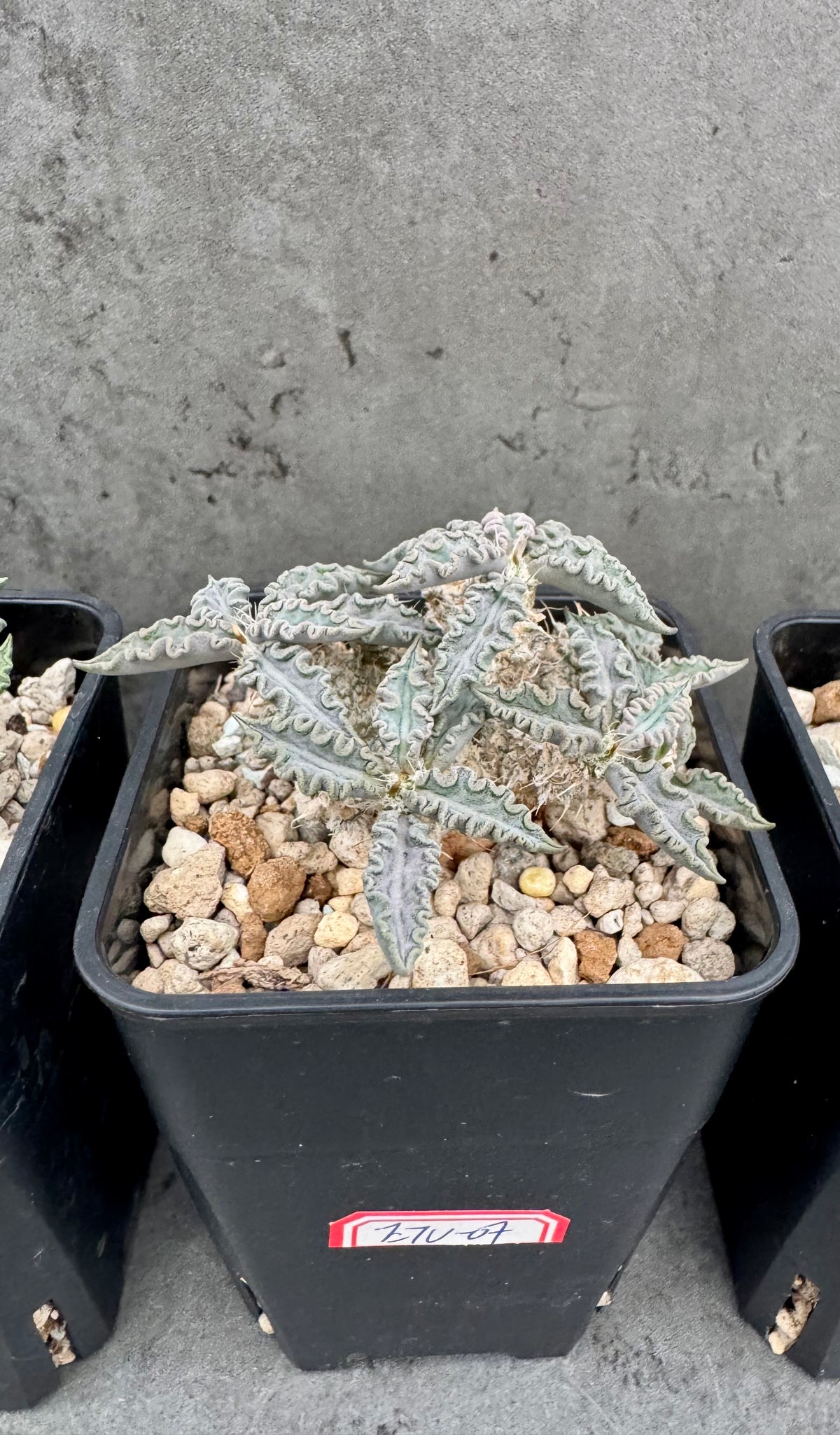 Euphorbia tulearensis