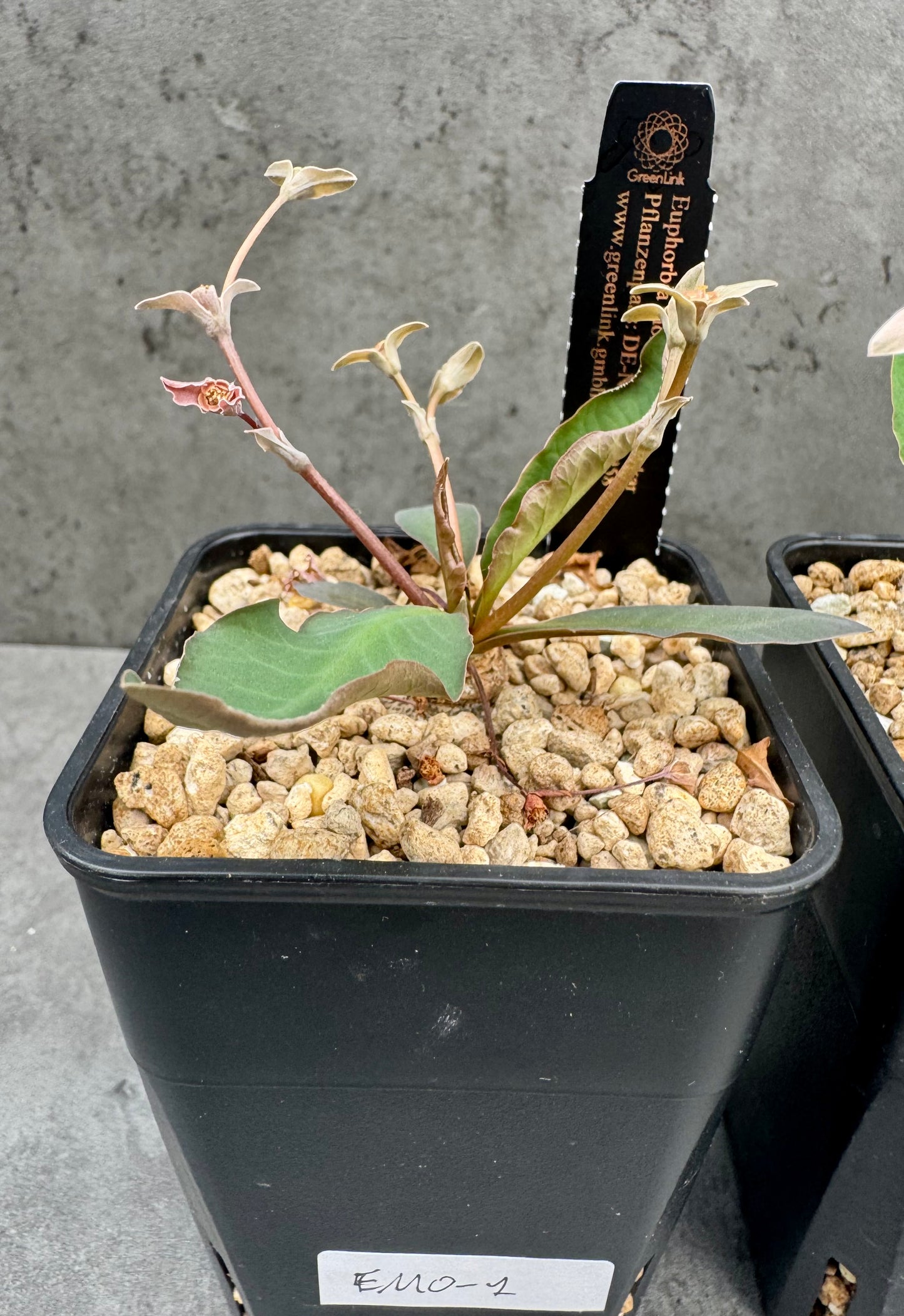 Euphorbia moratii