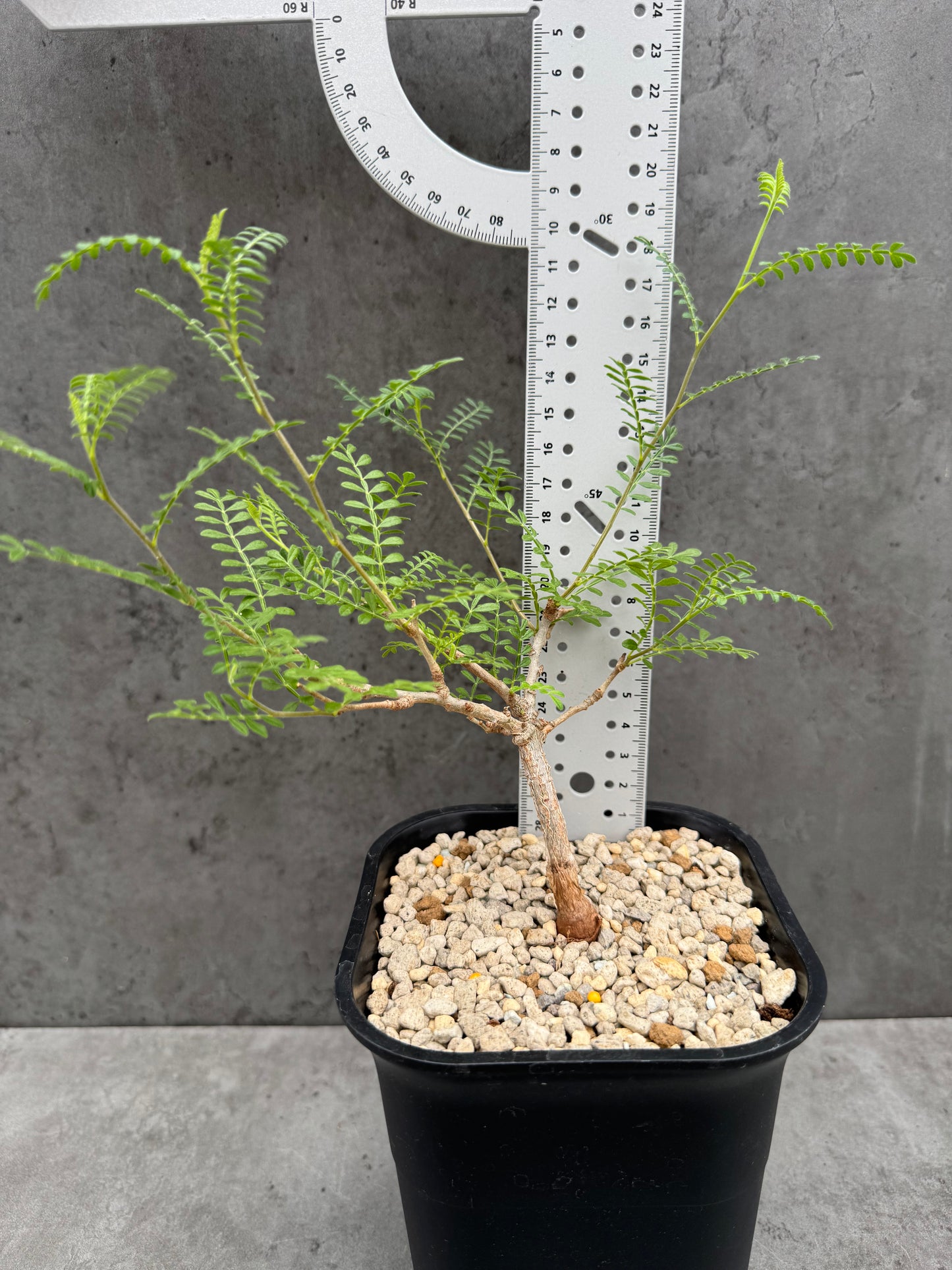 Operculicarya hyphaenoides -Rarität