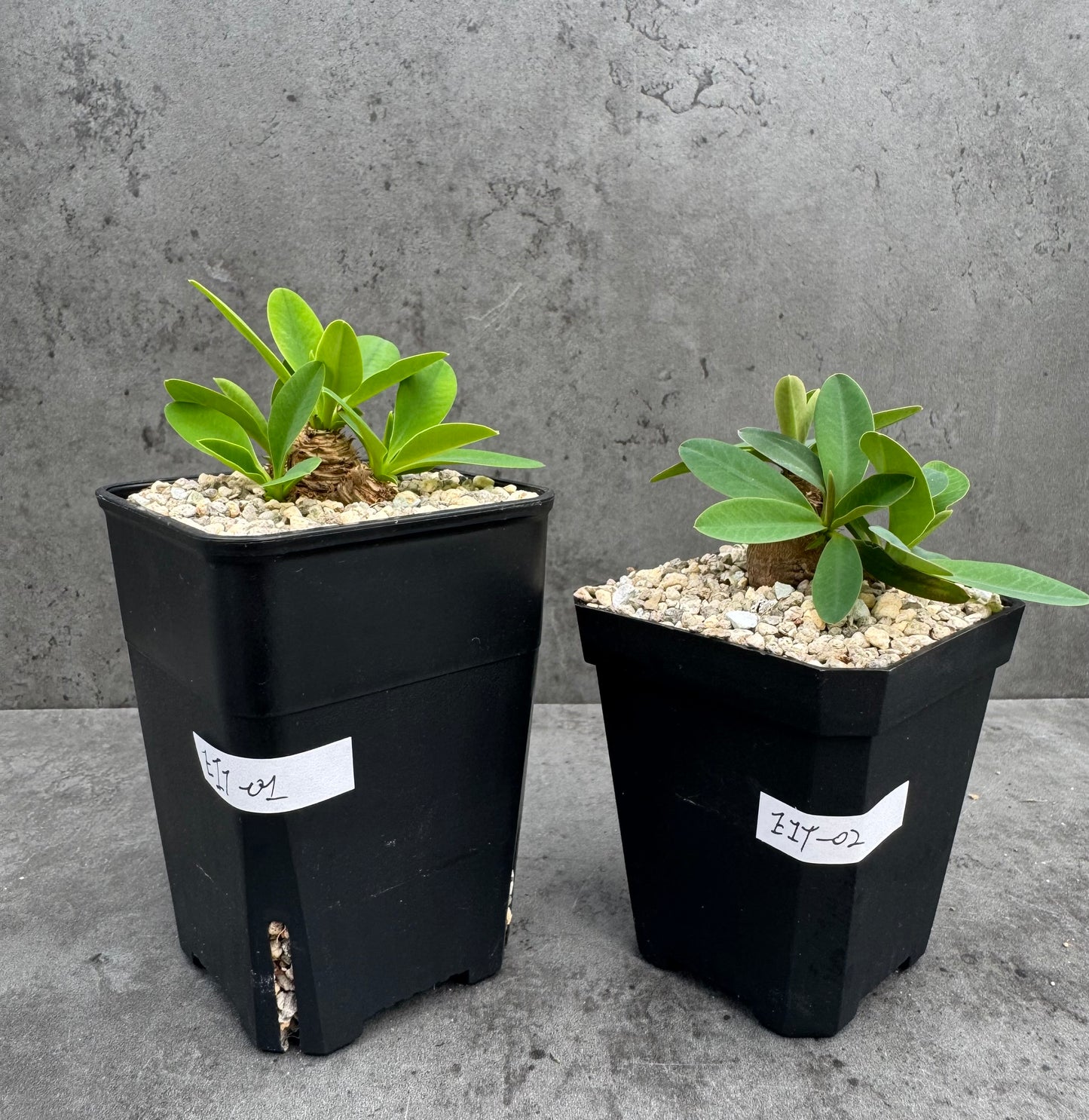 Euphorbia itremensis