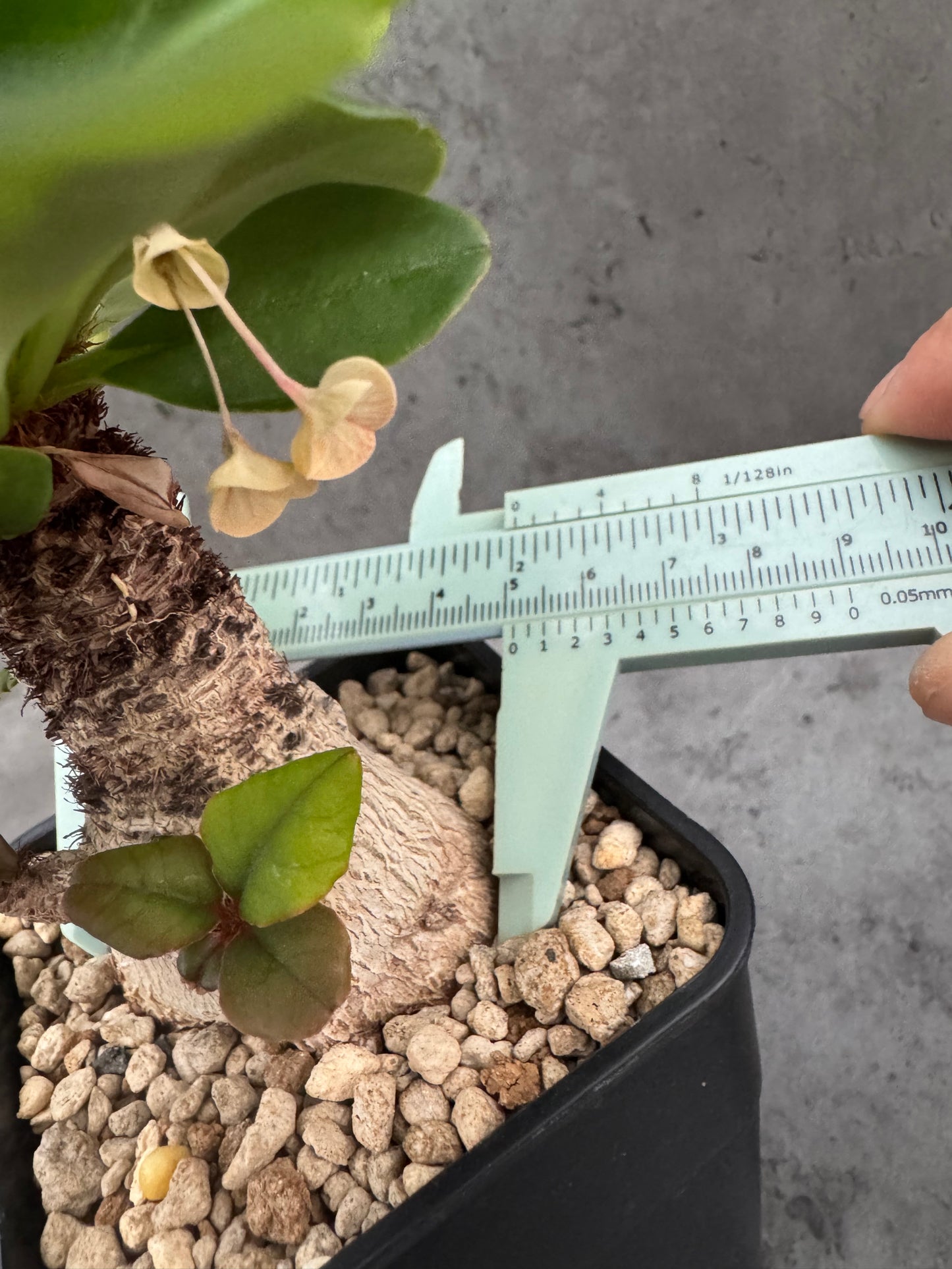 Euphorbia ramena - Riesenpflanzen