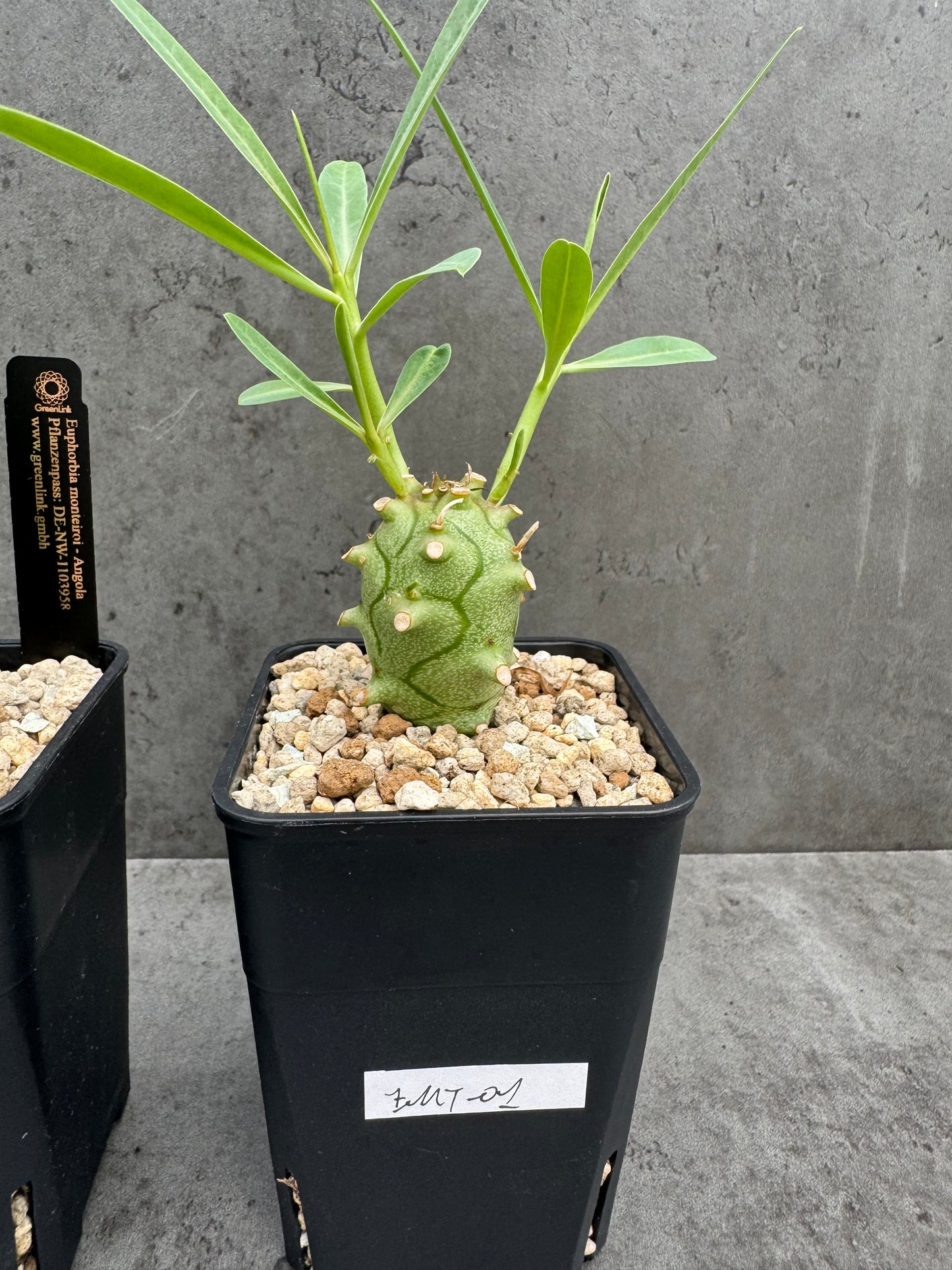 Euphorbia monteiroi - Angola