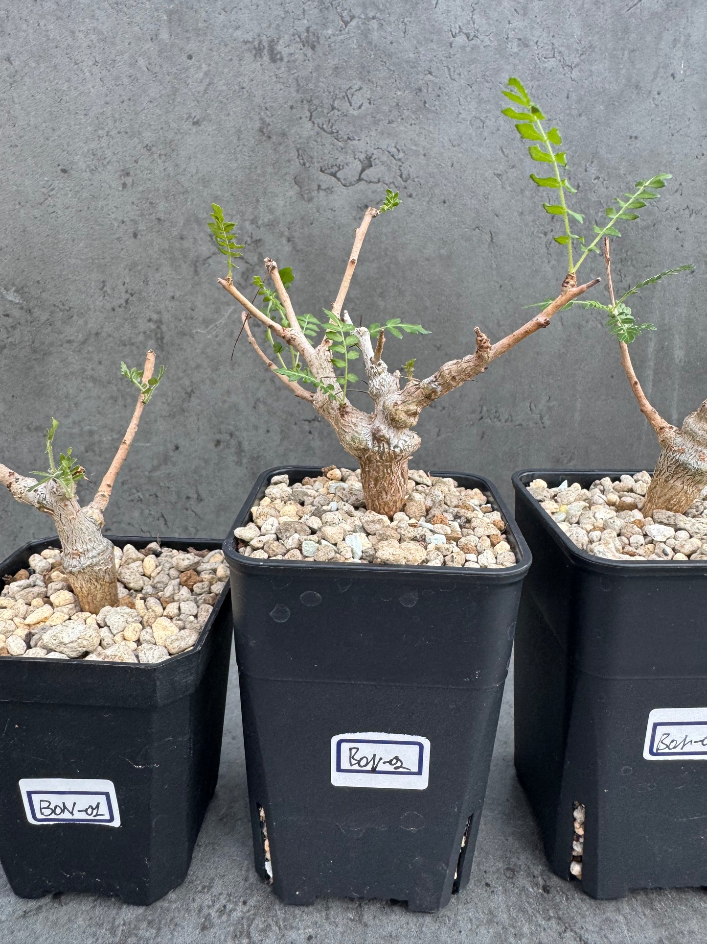 Boswellia neglecta - schwarzer Weihrauch