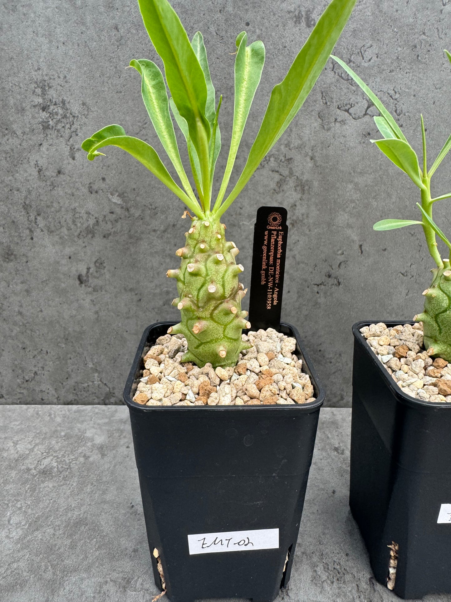 Euphorbia monteiroi - Angola
