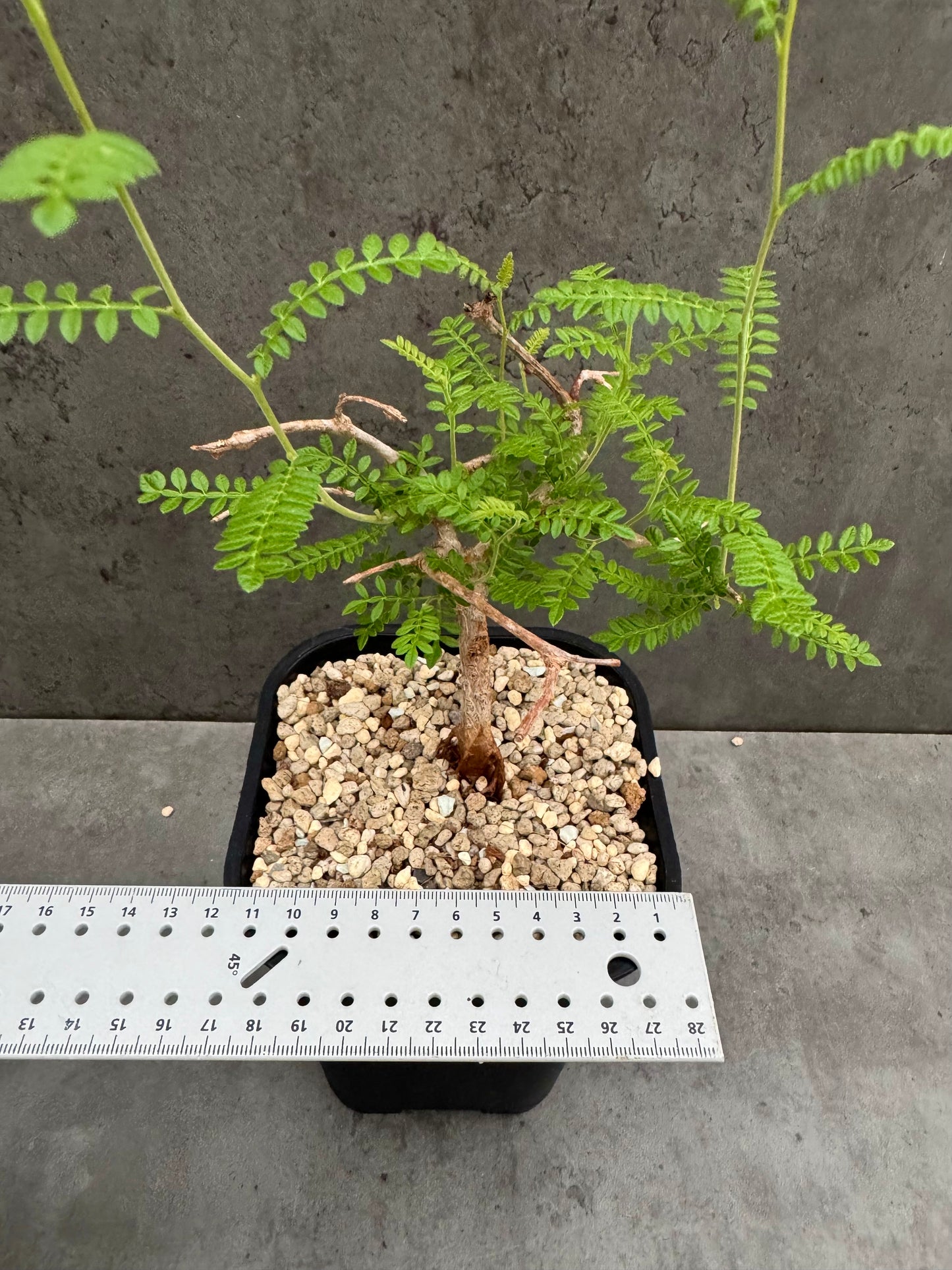 Operculicarya hyphaenoides -Rarität