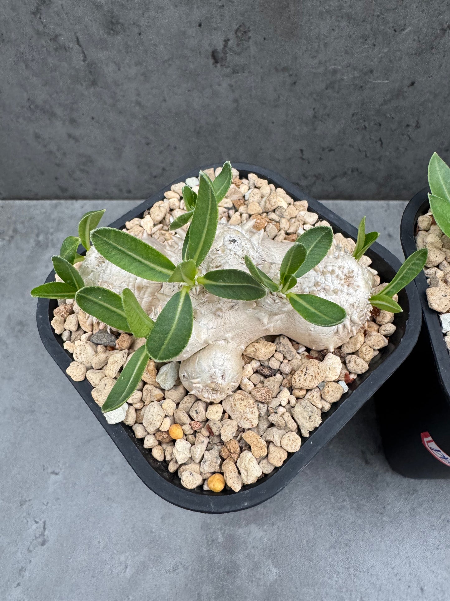 Pachypodium Brevicaule - Medium
