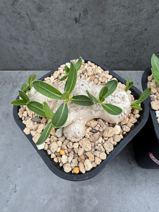 Pachypodium Brevicaule - Medium