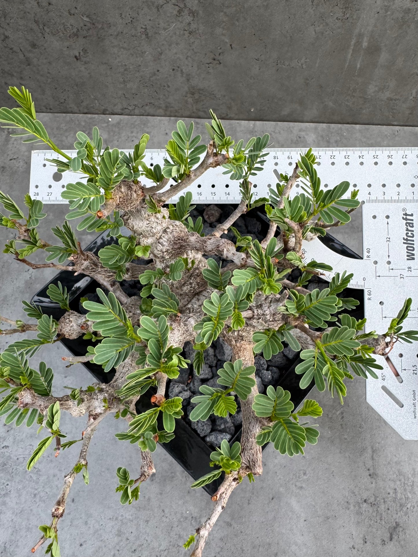 Senna meridionalis - ein exklusives Exemplar!