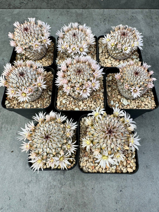 Mammillaria perezdelarosae subsp. andersonii