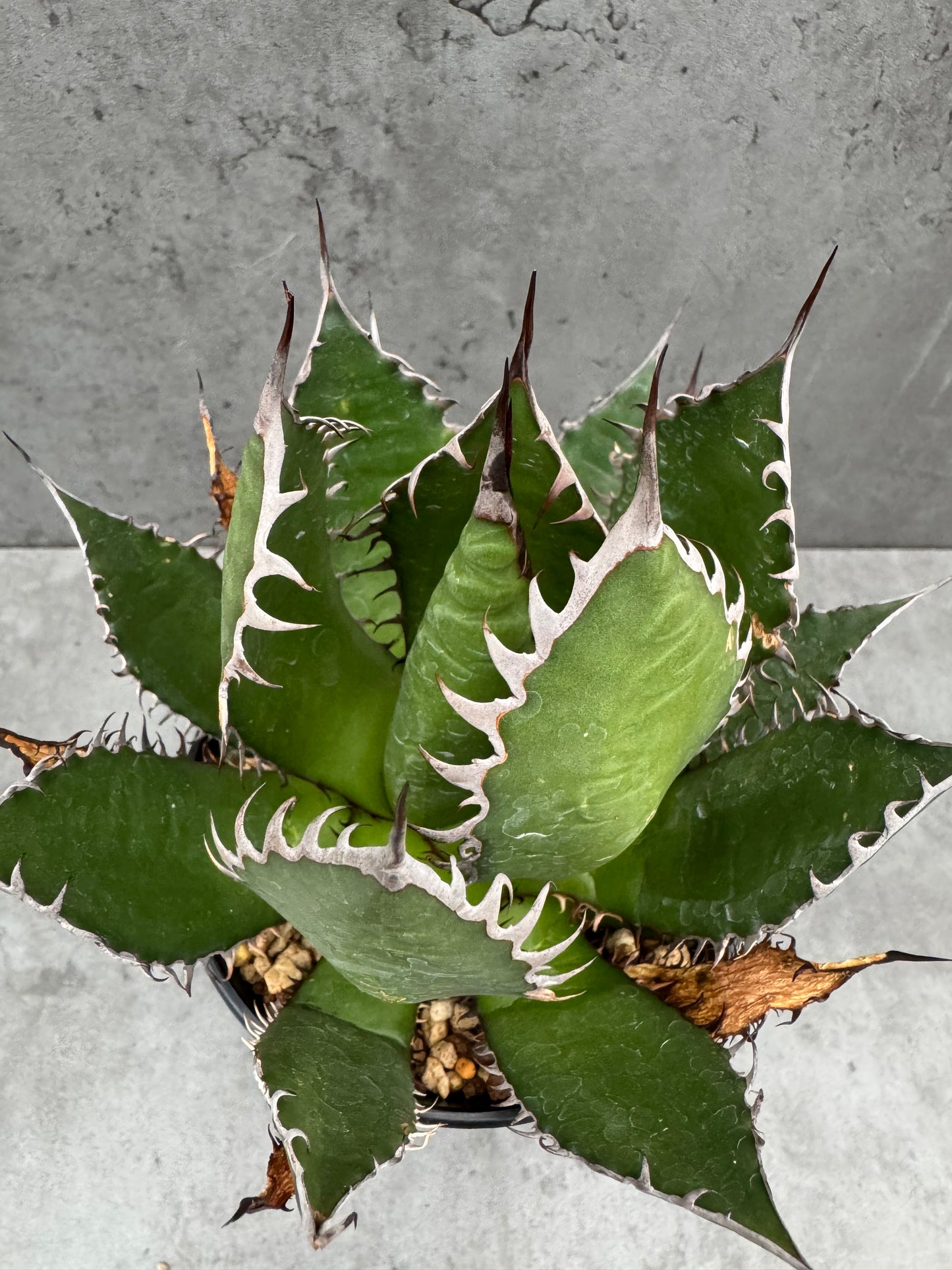 Agave horrida