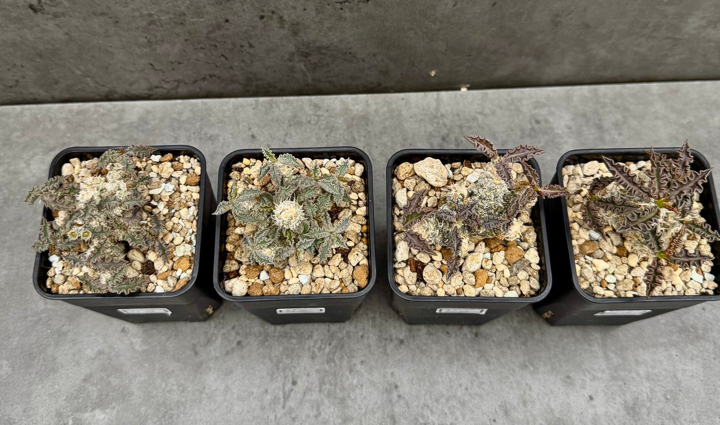 Euphorbia tulearensis