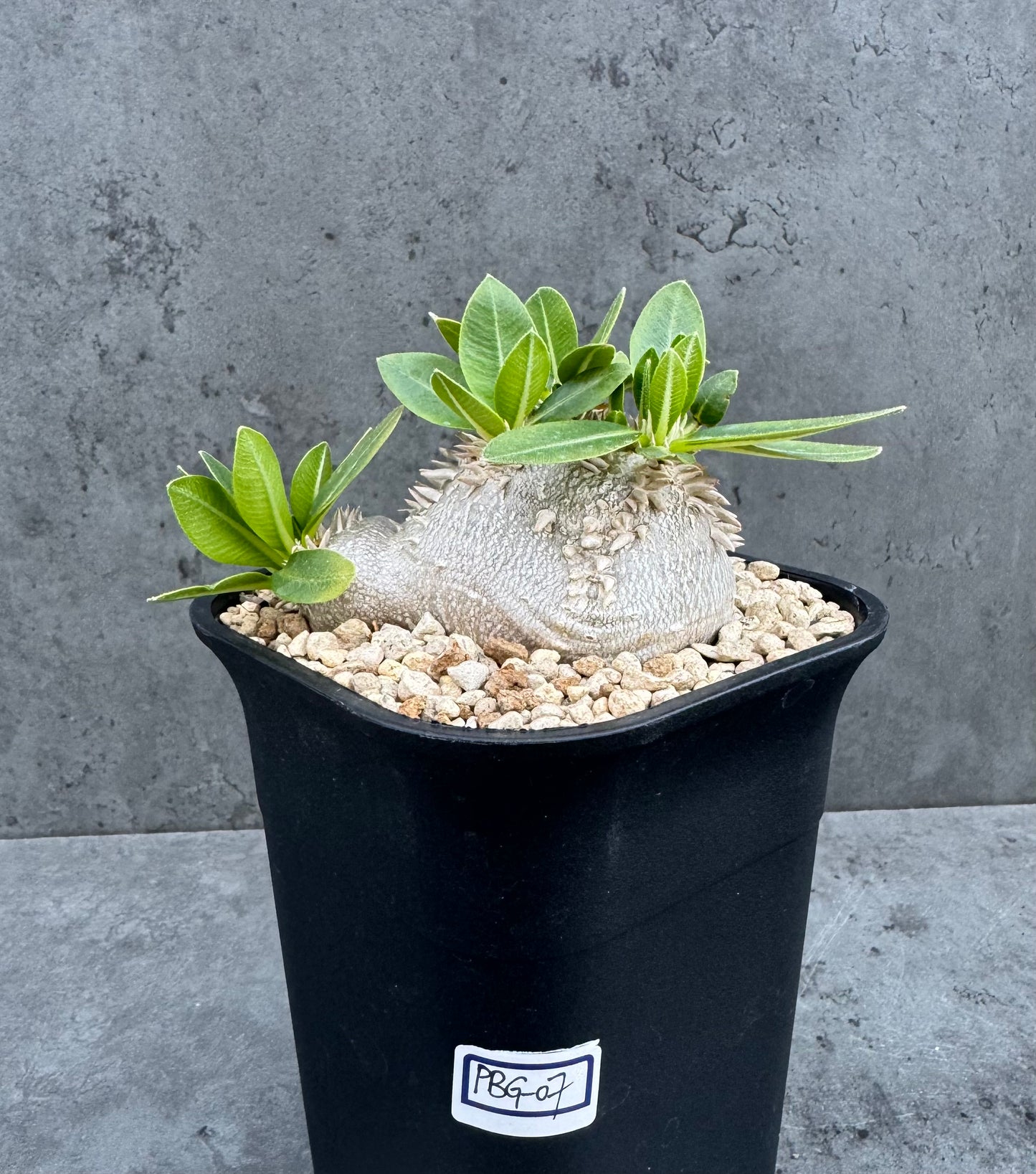 Pachypodium brevicaule – Kulturpflanzen aus deutscher Nachzucht - wurzelecht 8,5cm