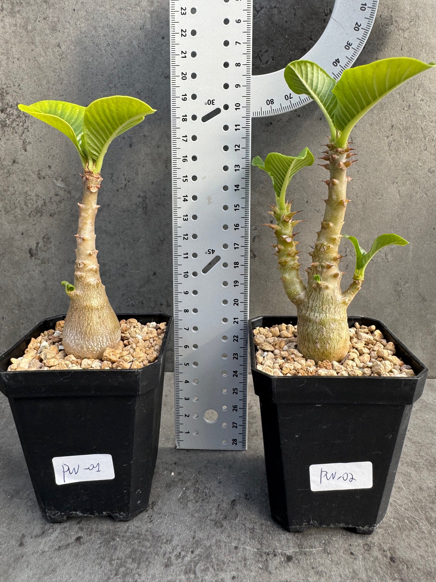 Pachypodium windsorii