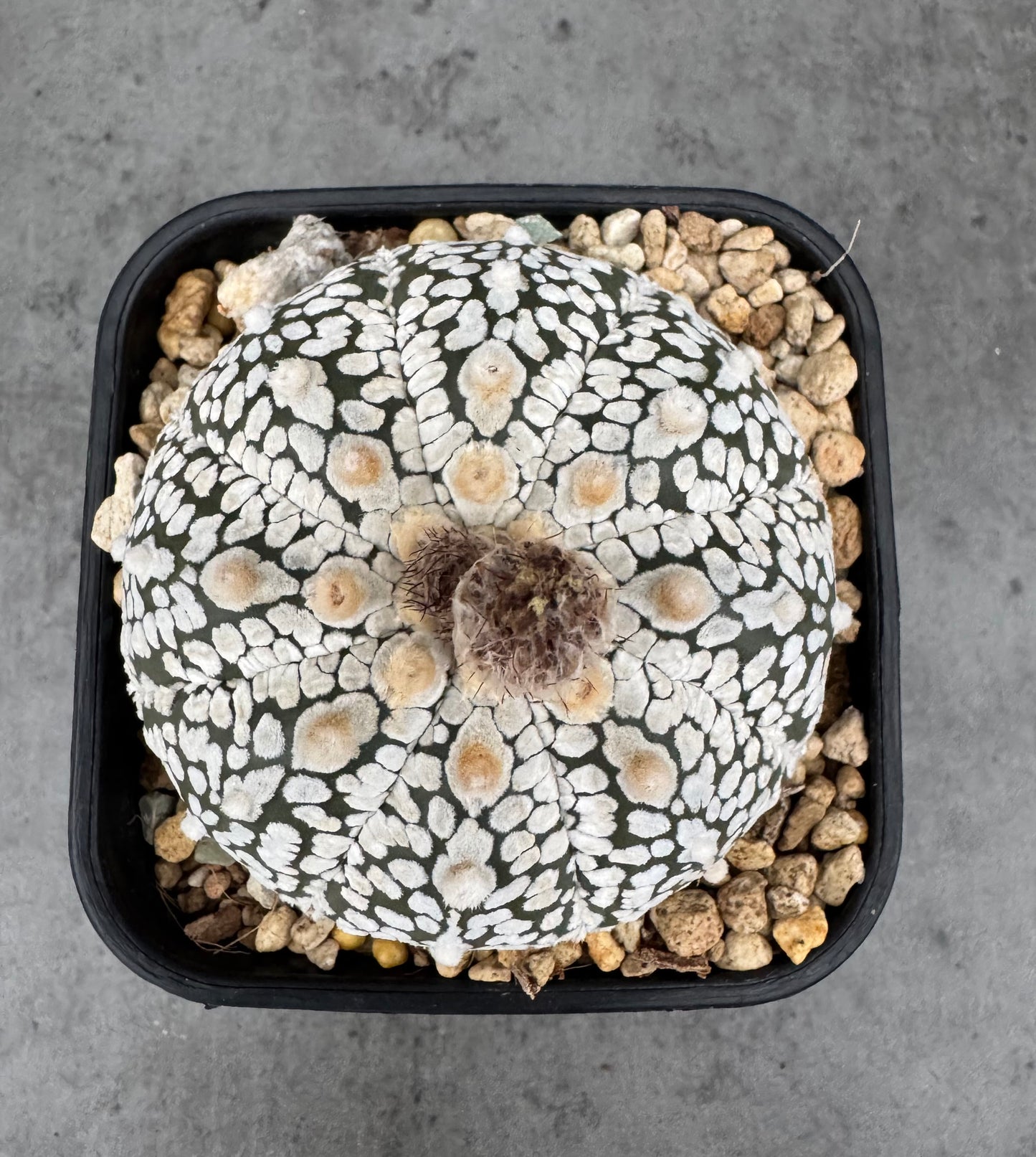 Astrophytum asterias Super kabuto