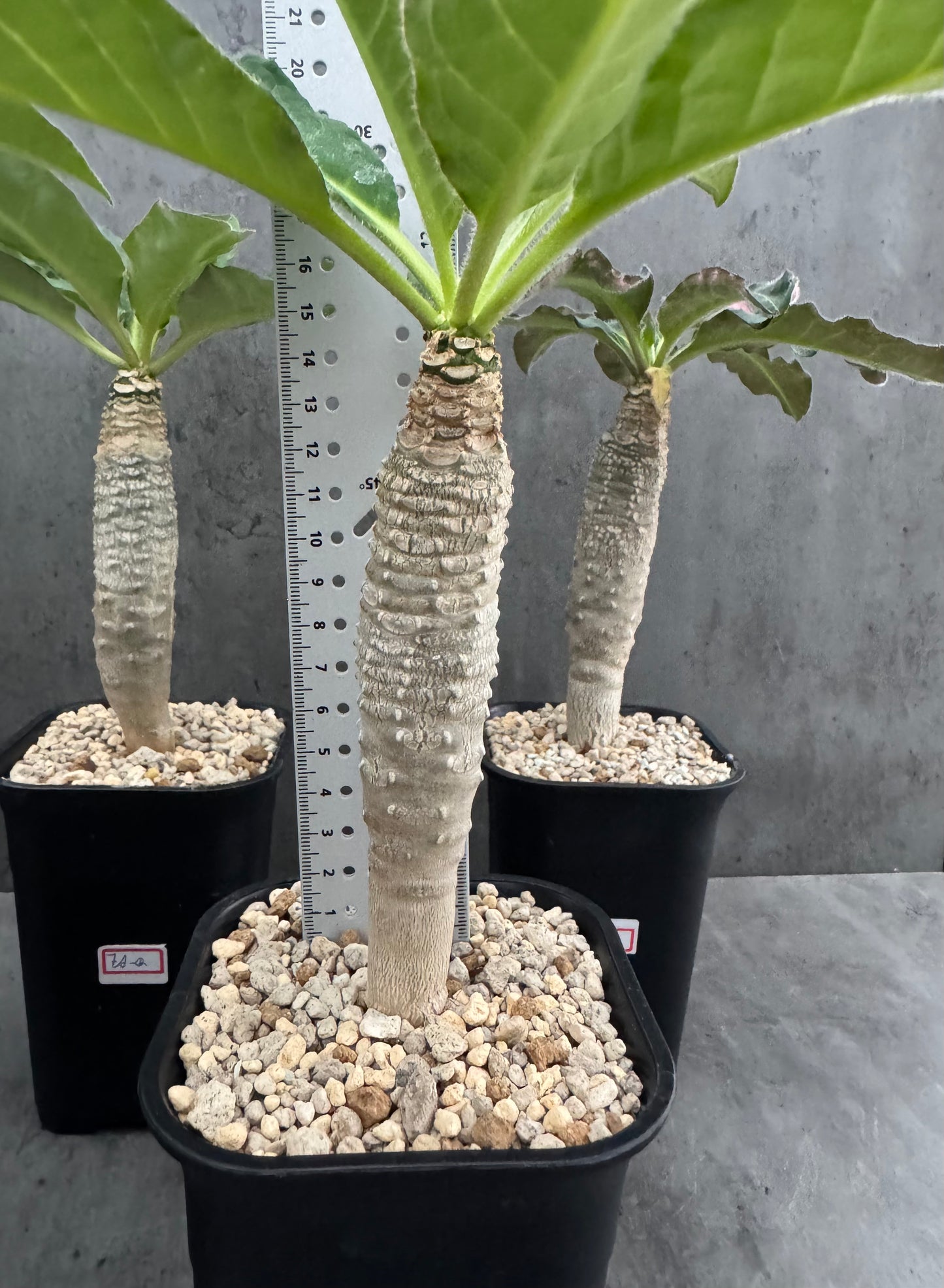 Euphorbia Ankarensis - Große Exemplare