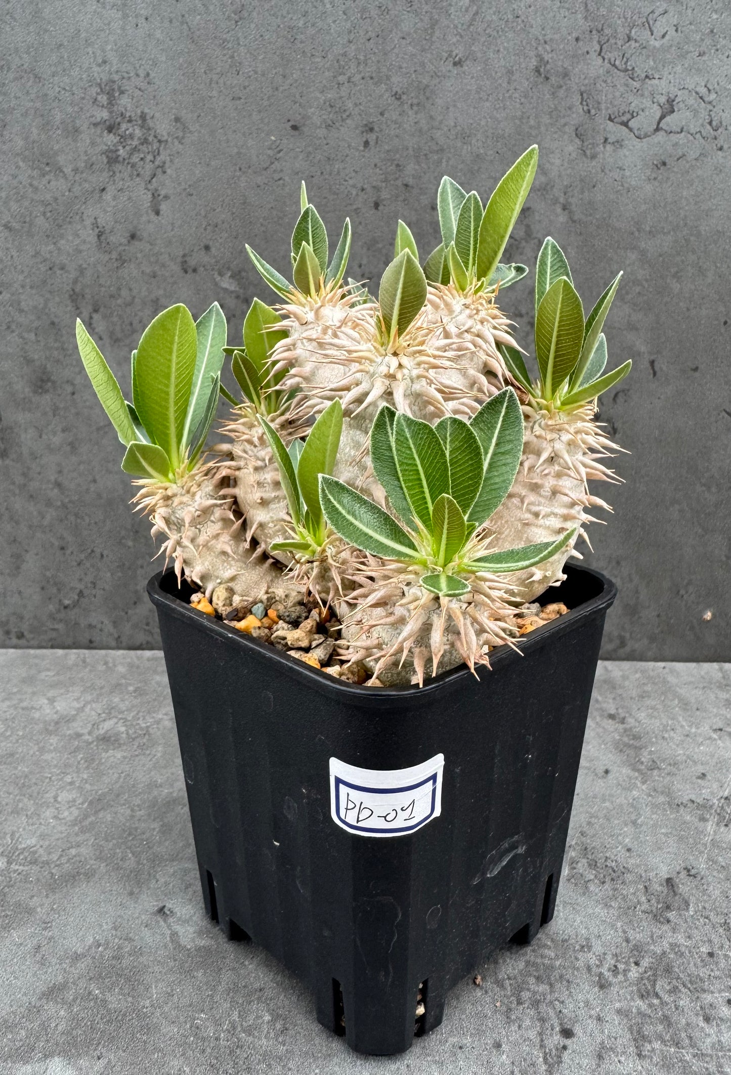 Pachypodium densiflorum