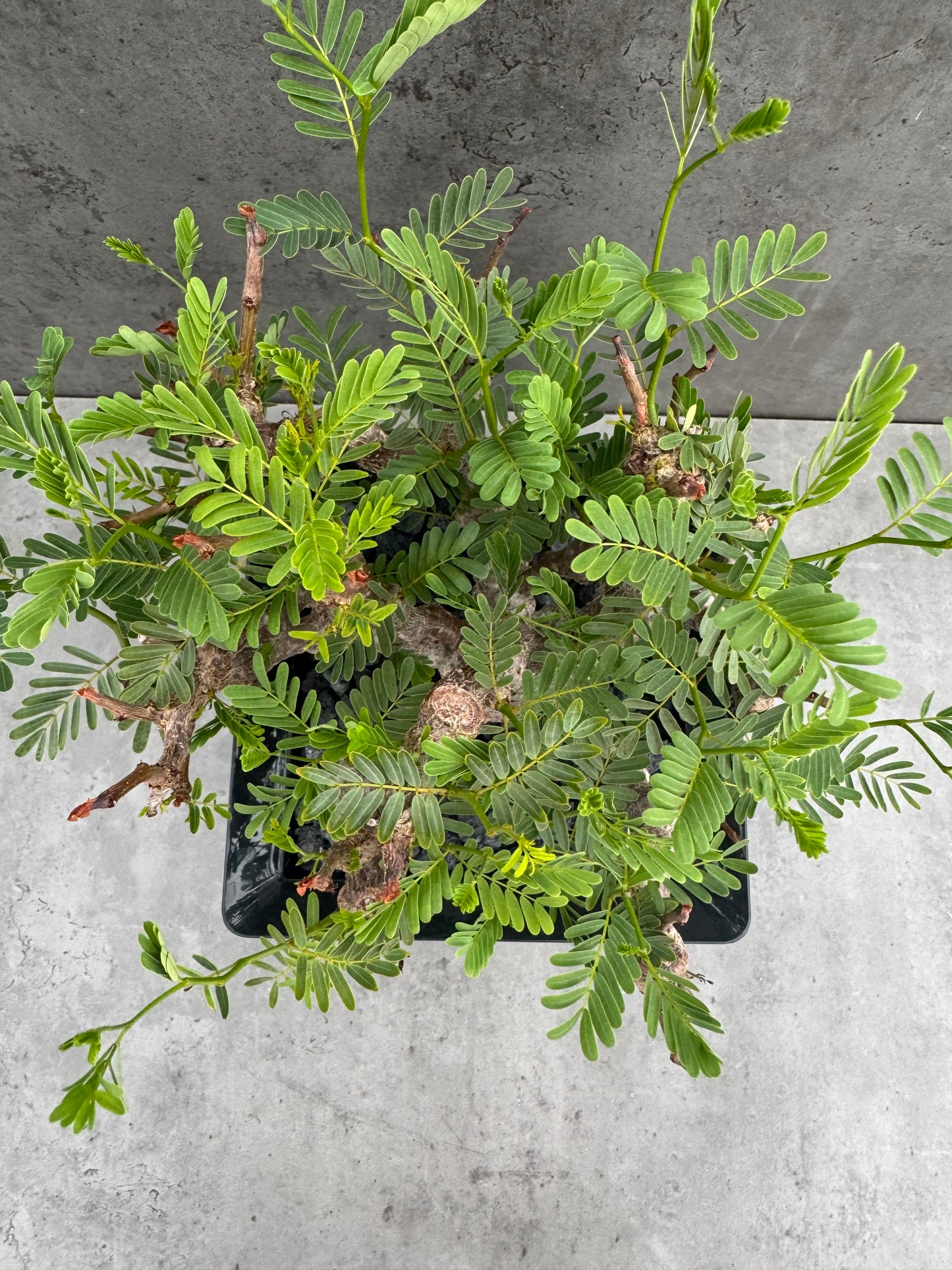 Senna meridionalis - ein exklusives Exemplar!
