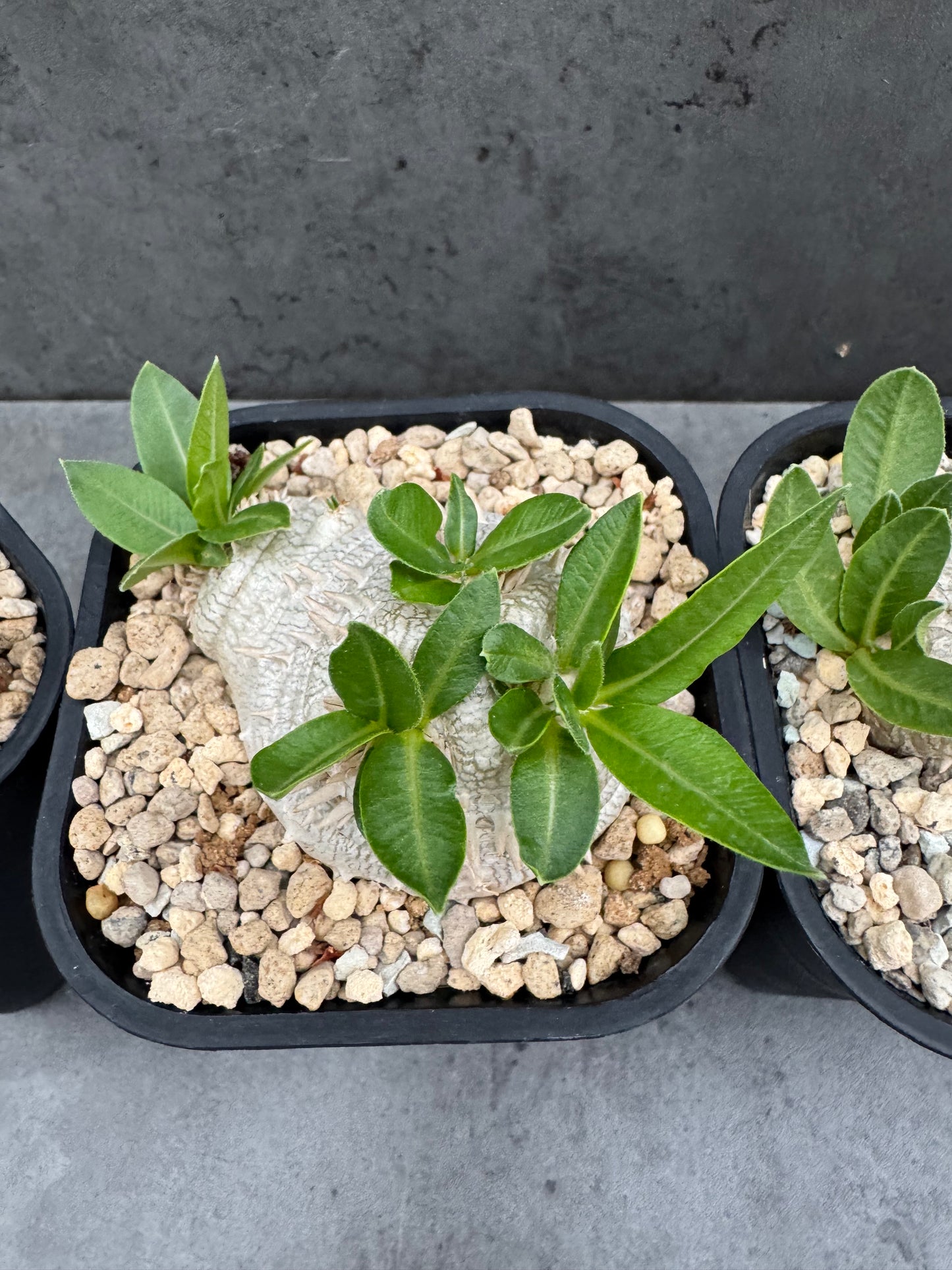 Pachypodium Brevicaule - Medium