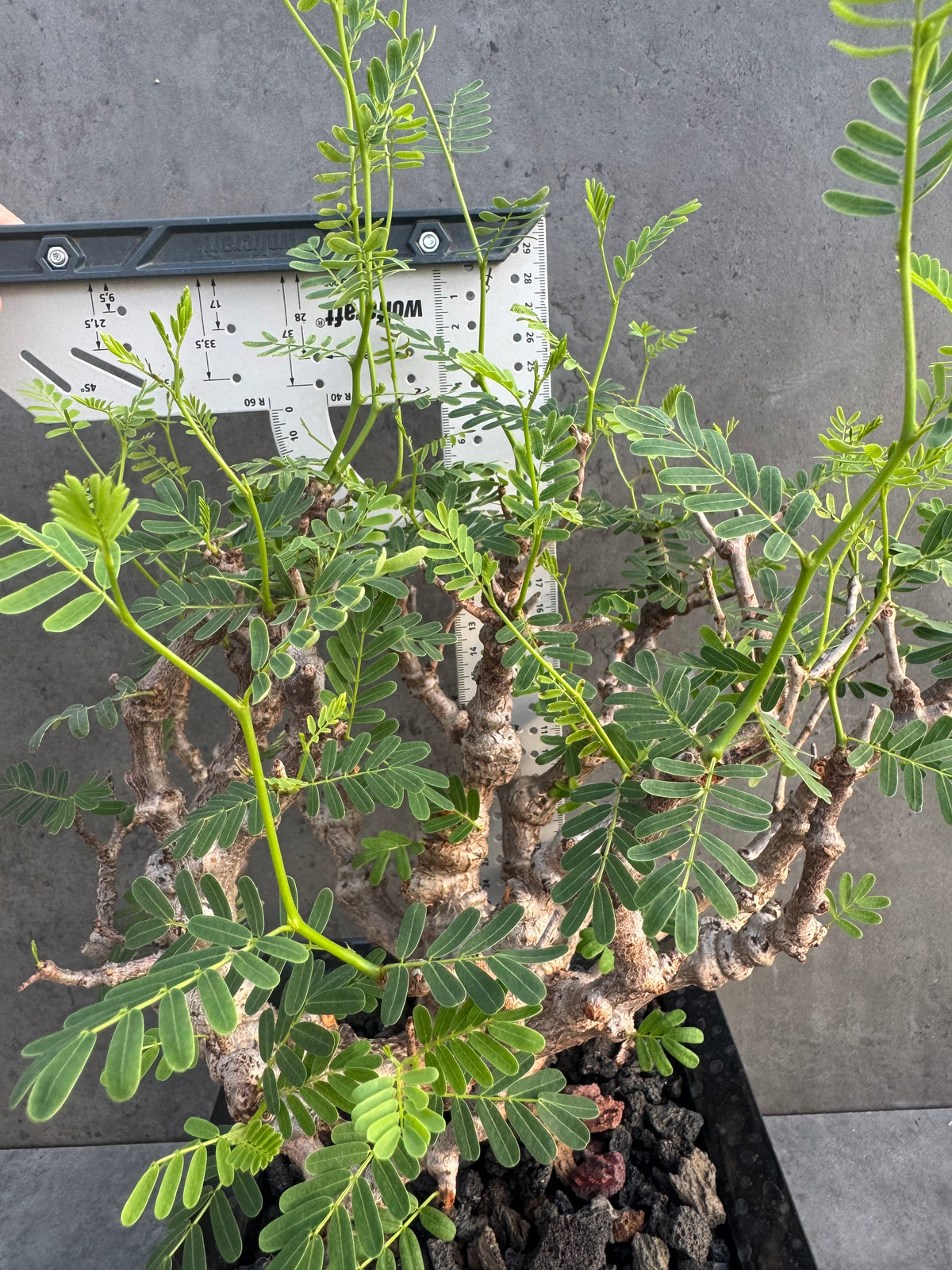 Senna meridionalis XXL - ein exklusives Exemplar! (XXL-04)