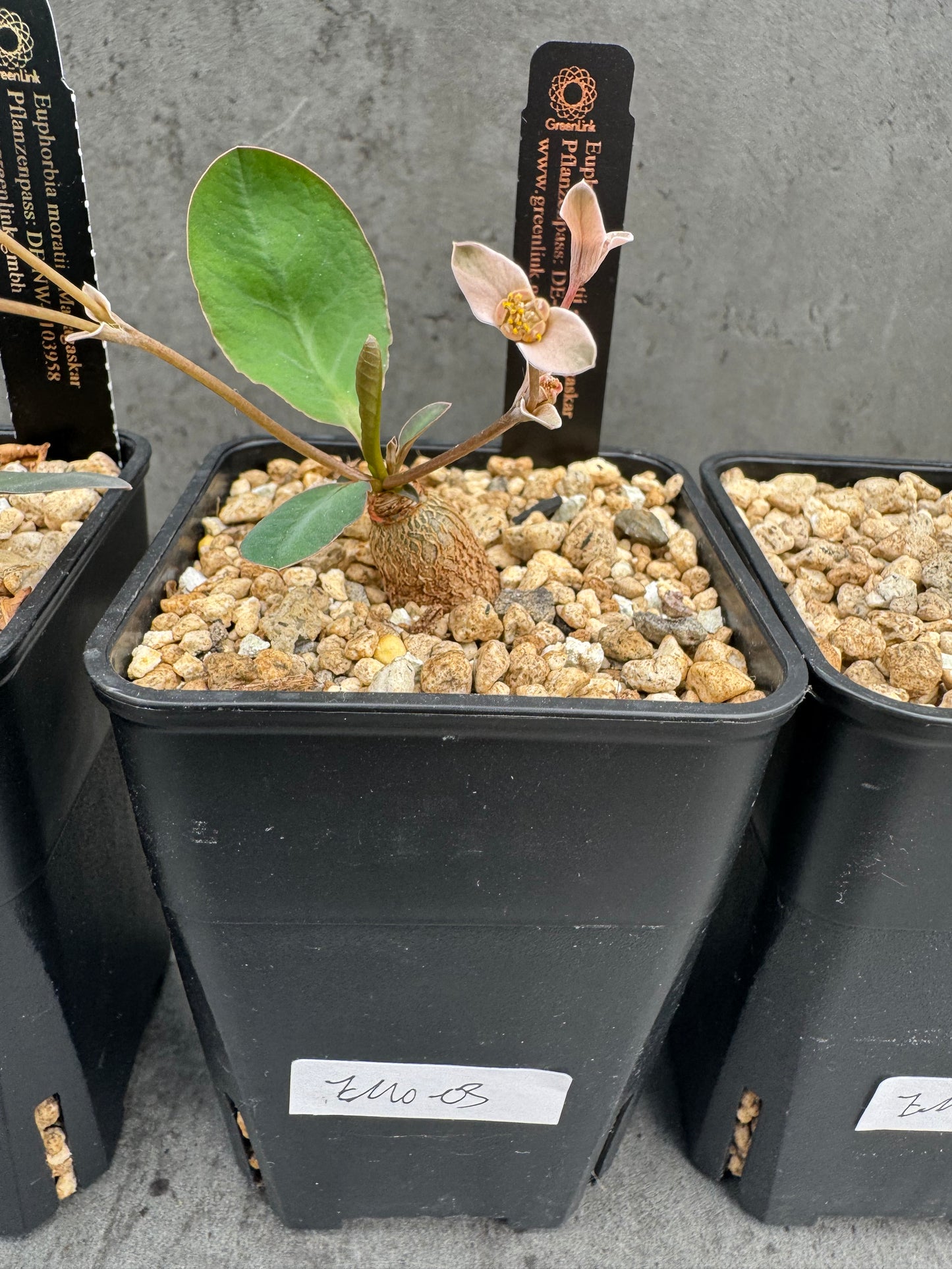 Euphorbia moratii