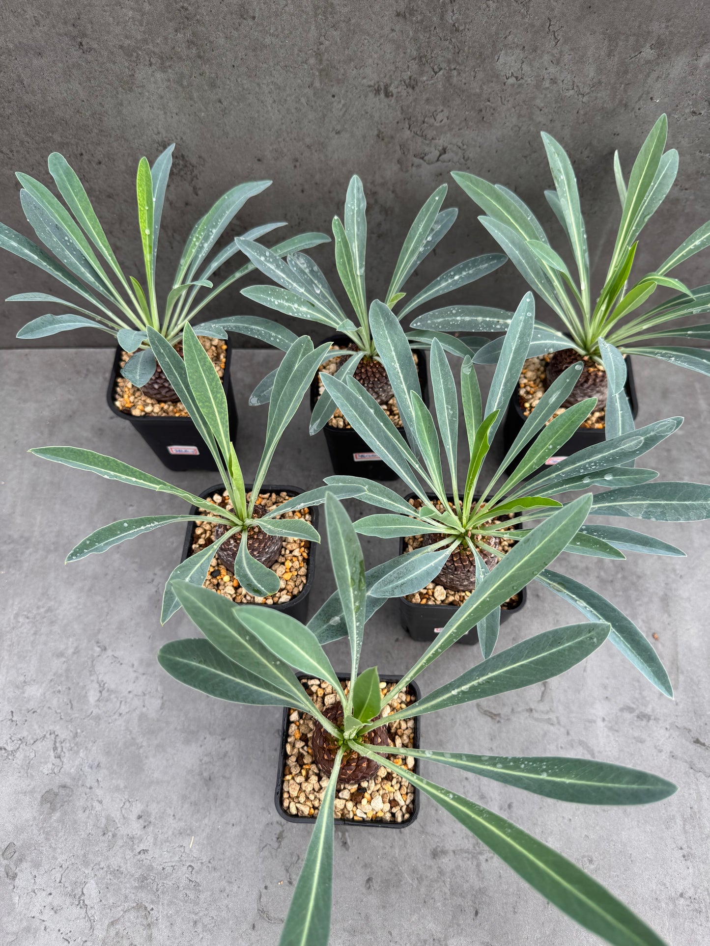Euphorbia bupleurifolia- mittlere Größe