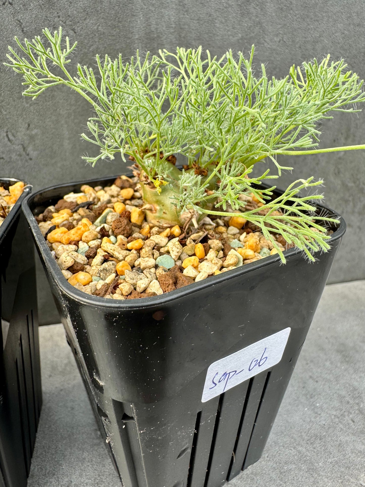 Sarcocaulon peniculinum