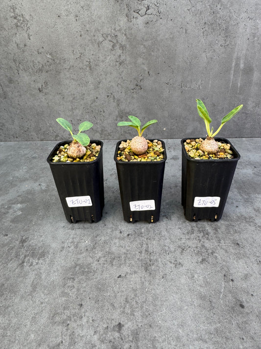 Euphorbia turberosa - Winterwachser