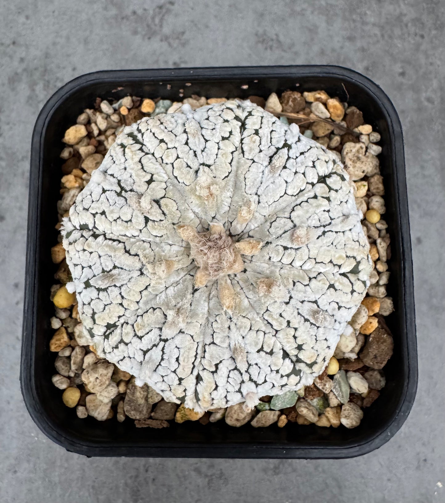 Astrophytum asterias Super kabuto
