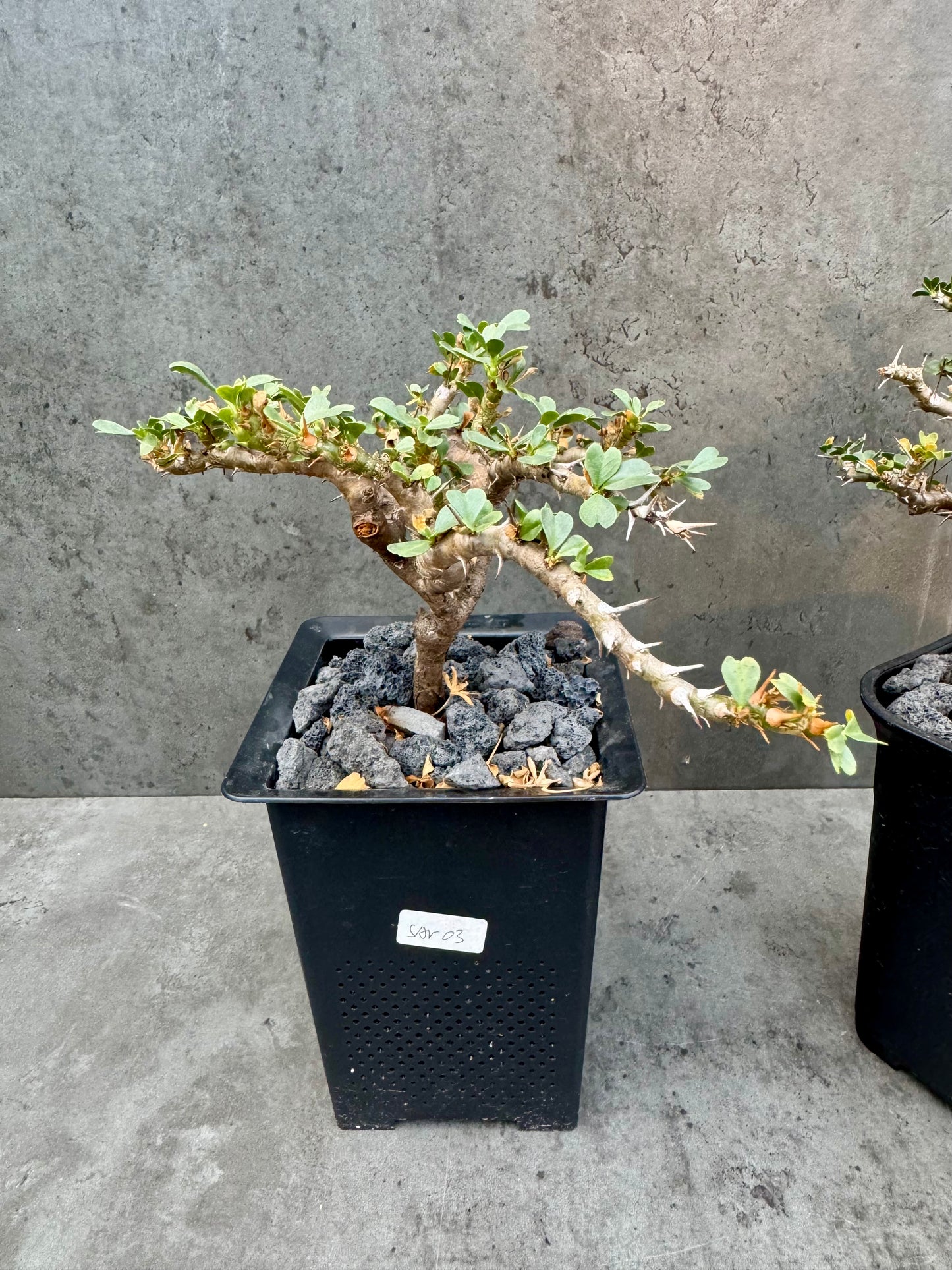 Sarcocaulon vanderietiae