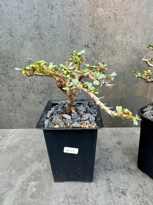 Sarcocaulon vanderietiae