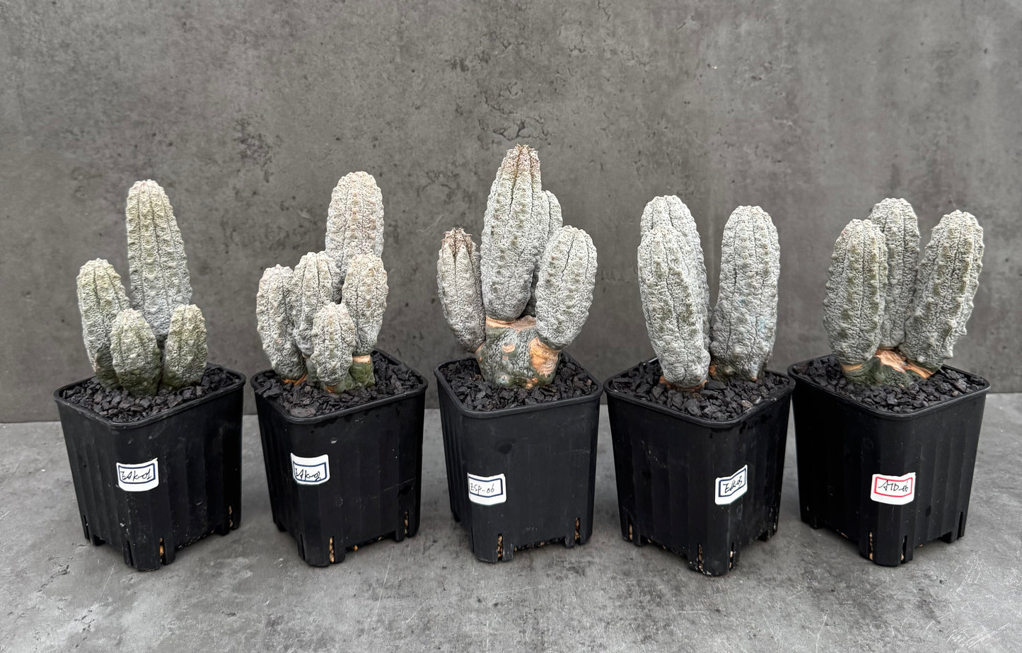 Euphorbia abdelkuri  – Wurzelecht