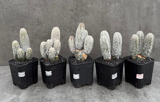 Euphorbia abdelkuri  – Wurzelecht
