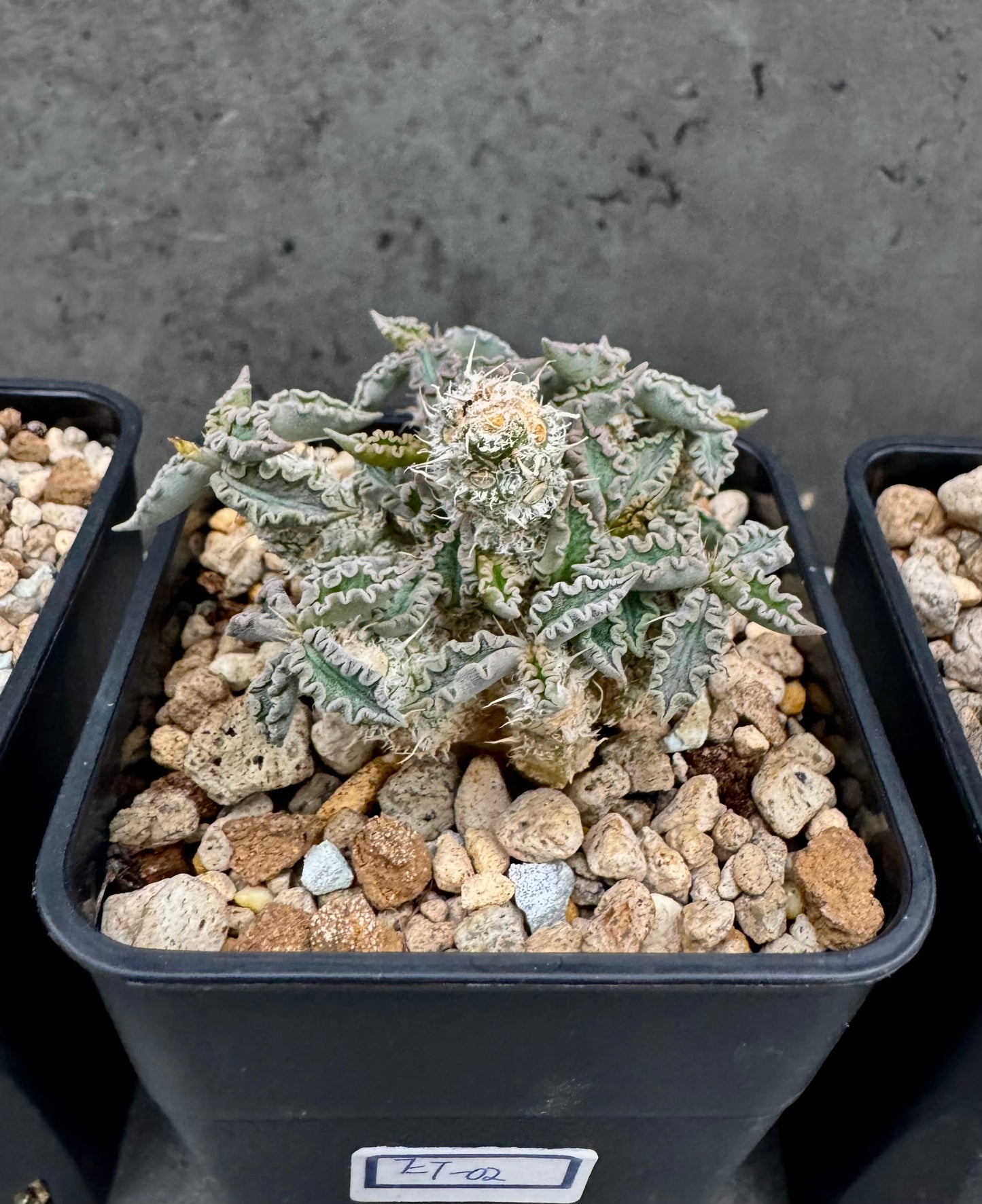 Euphorbia tulearensis
