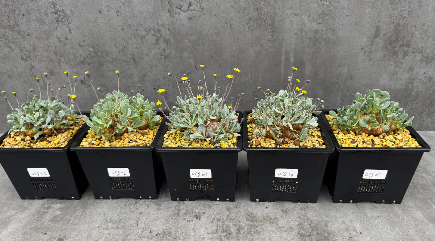 Othonna cacalioides - XXL Exemplar