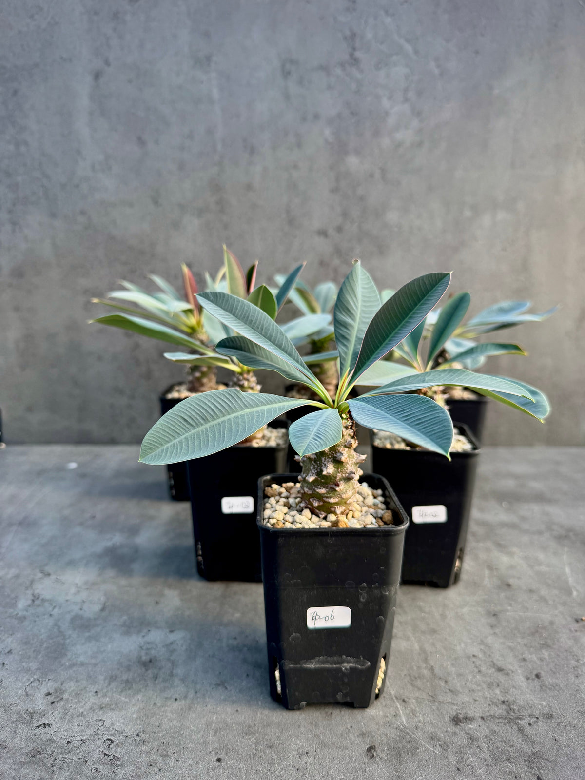 Euphorbia pachypodioides