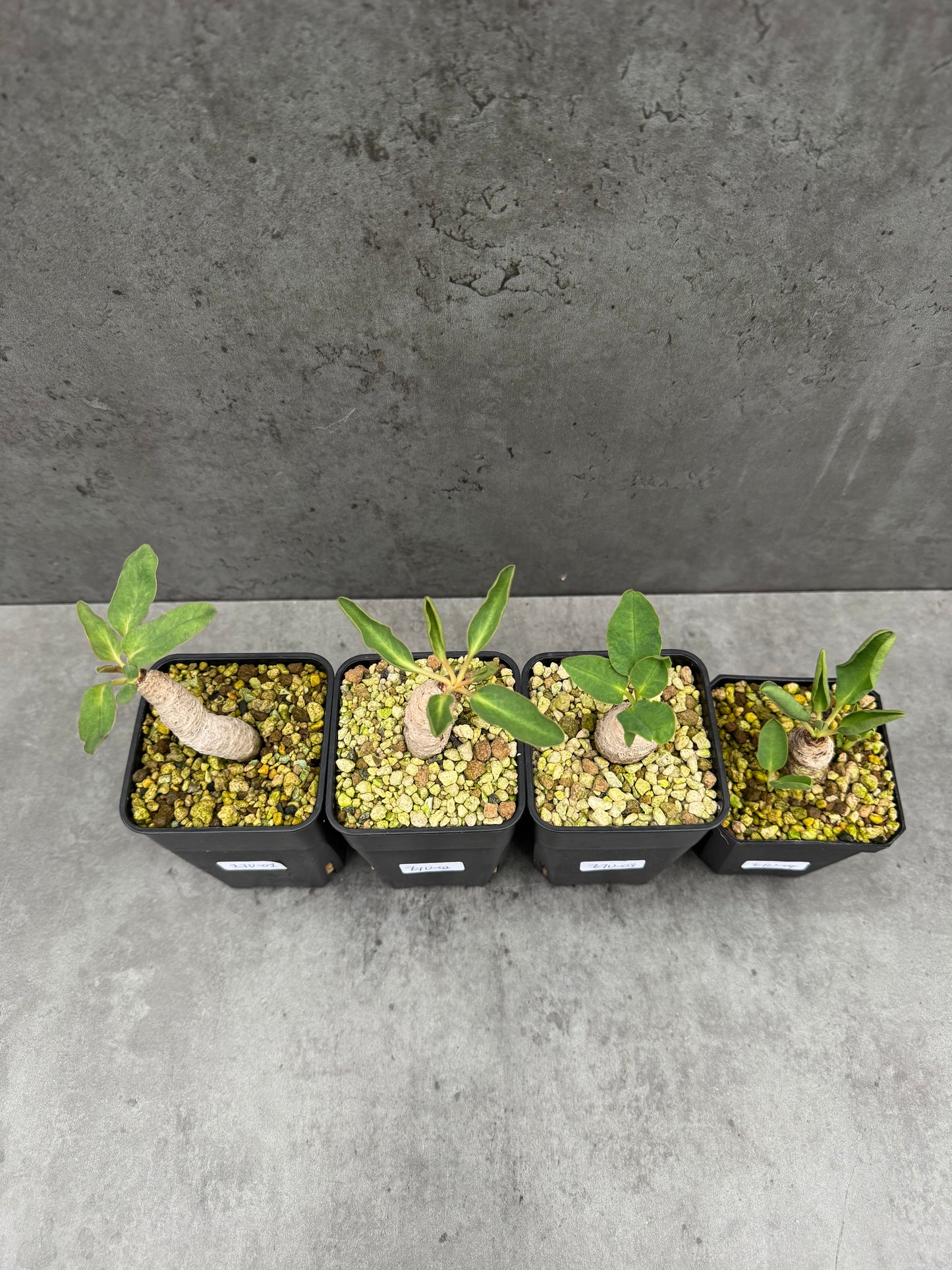 Euphorbia turberosa - Winterwachser