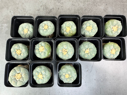 Lophophora fricii ooibo