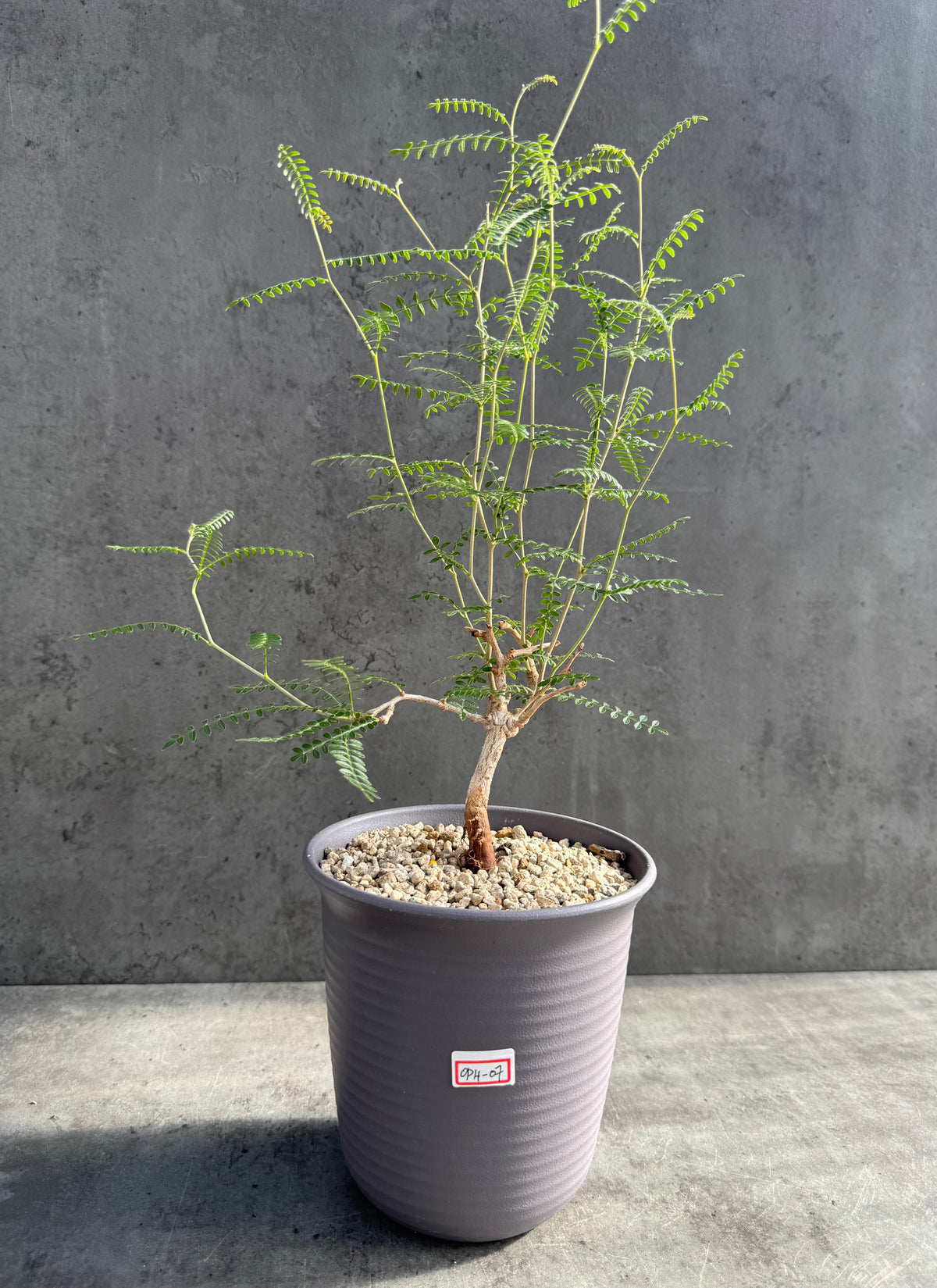 Operculicarya hyphaenoides XL-Exemplare -Rarität