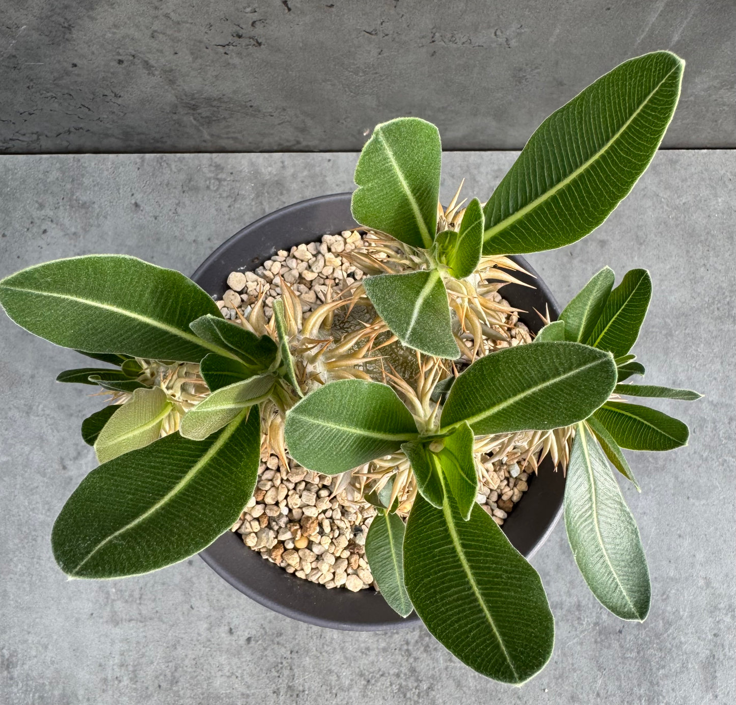 Pachypodium densiflorum große Pflanzen