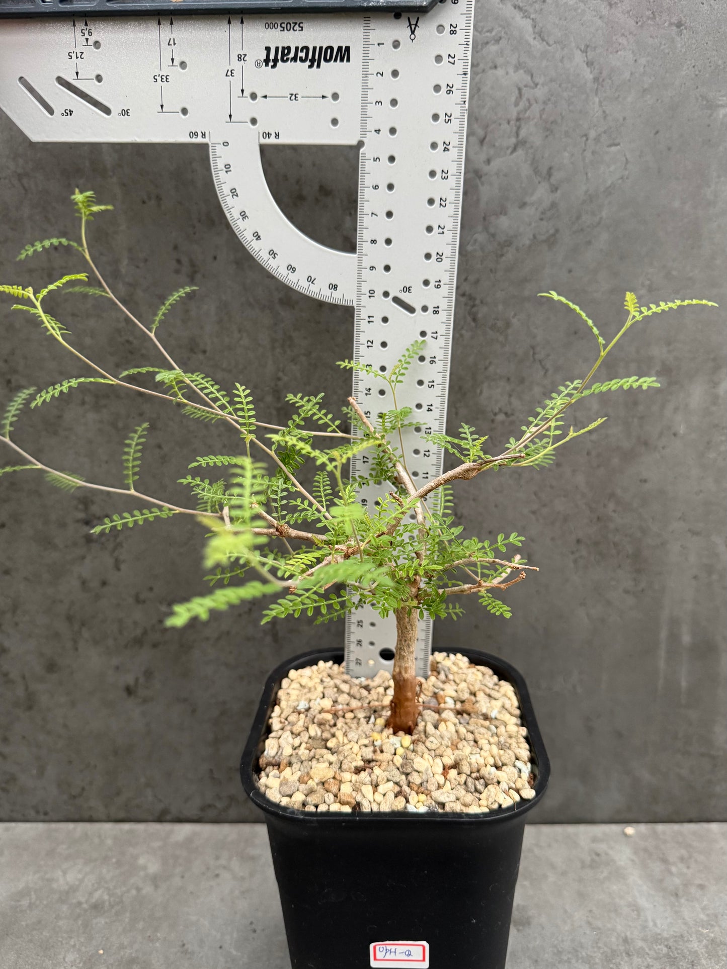 Operculicarya hyphaenoides -Rarität