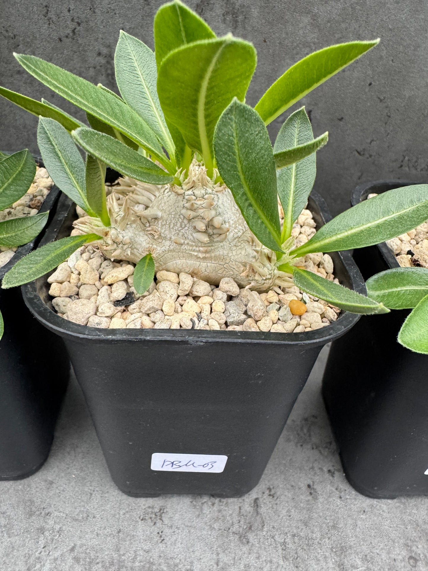 Pachypodium brevicaule - wurzelecht 7cm