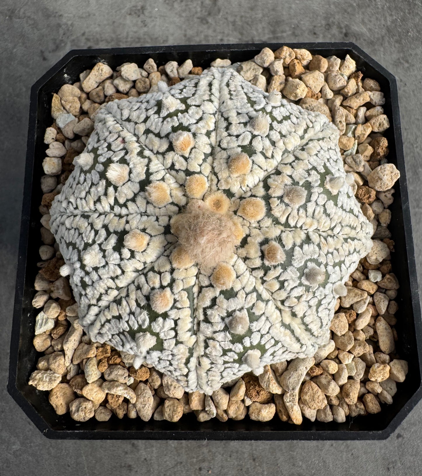 Astrophytum asterias miracle