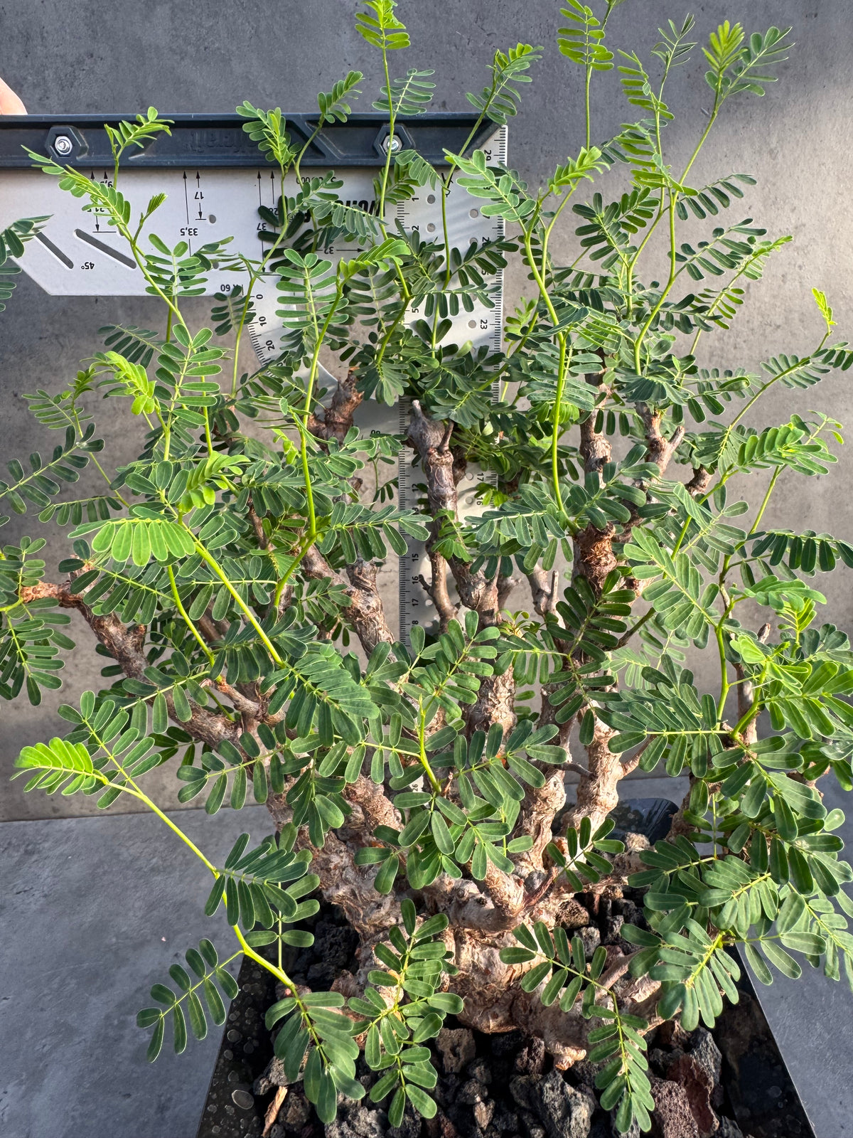 Senna meridionalis XXL - ein exklusives Exemplar!