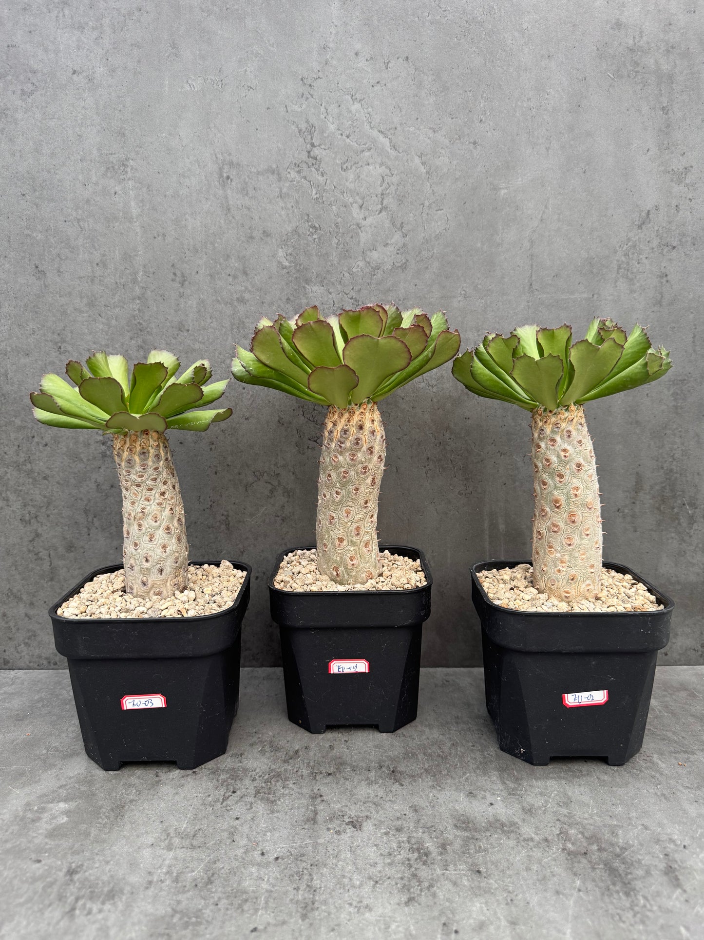 Euphorbia unispina