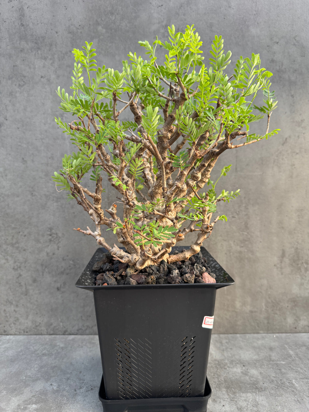 Senna meridionalis XXL - ein exklusives Exemplar! (XXL-03)