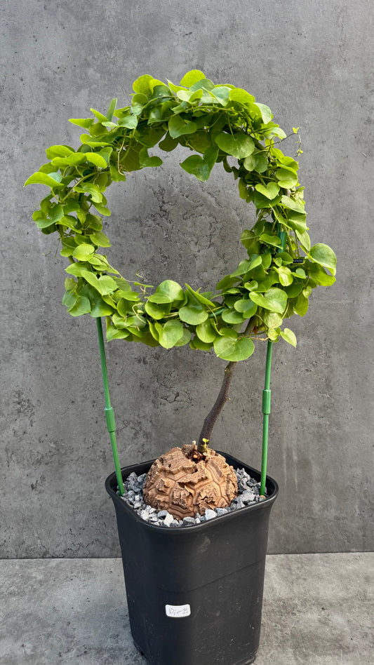Dioscorea elephantipes – vollständig bewurzeltes Exemplar – Dio-11